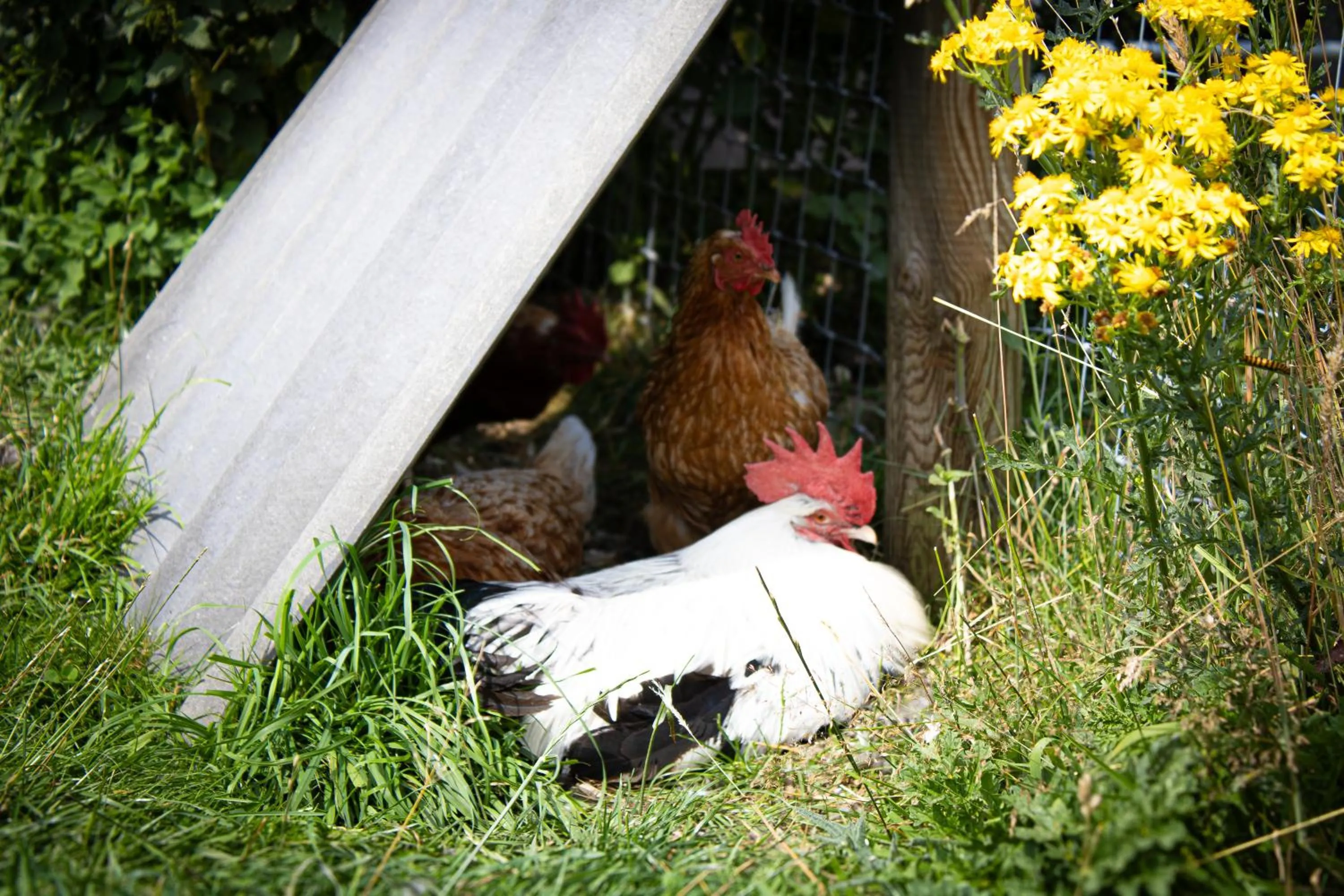 Animals in Home Farm & Lodge