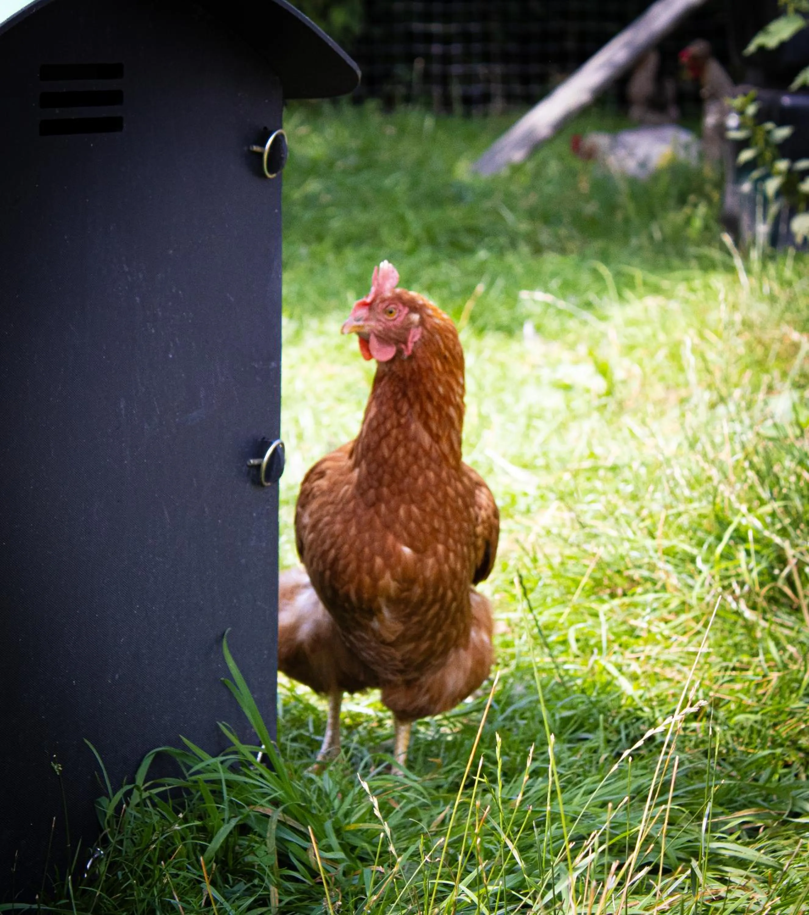 Animals in Home Farm & Lodge