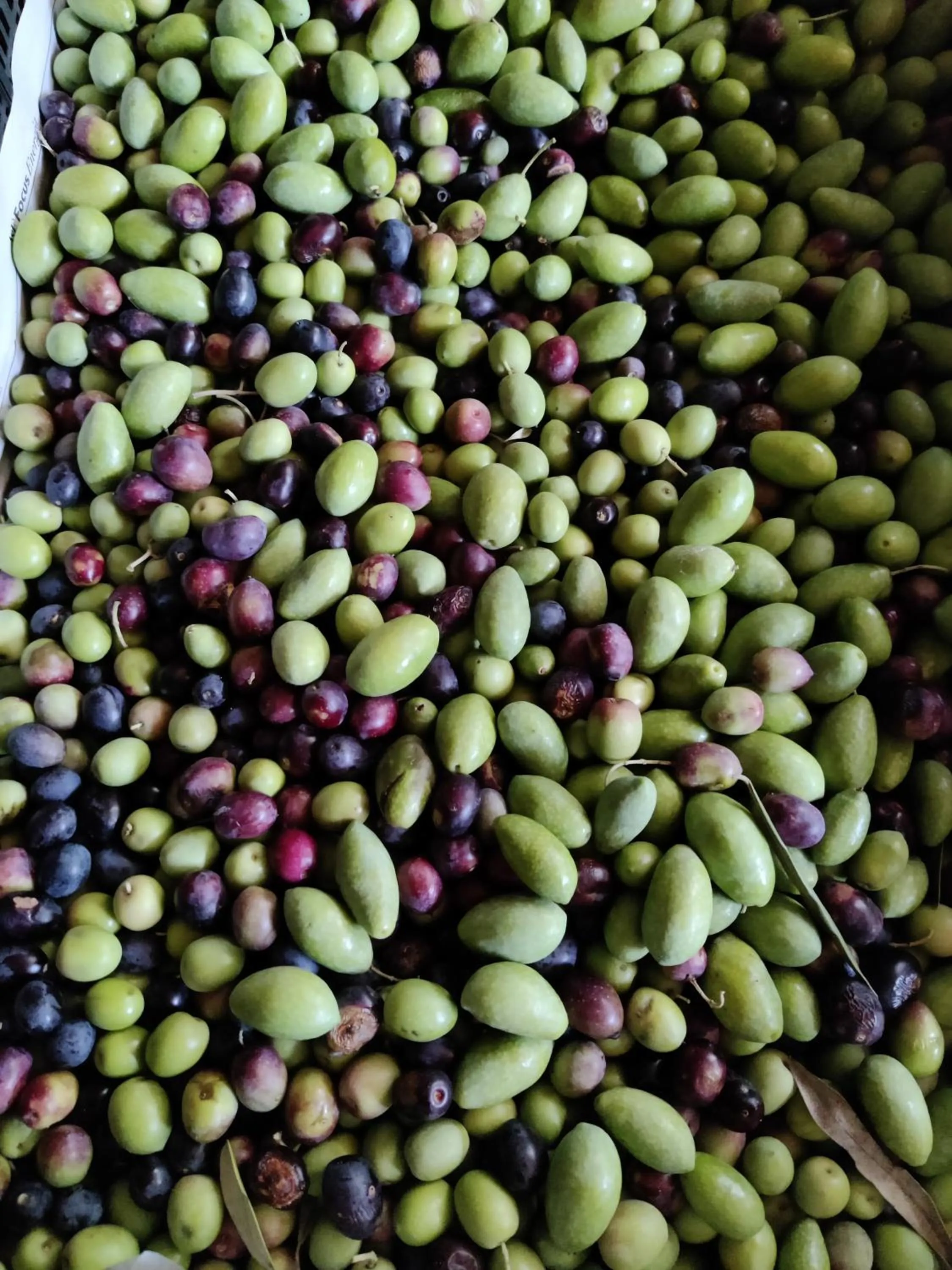 Restaurant/places to eat in Relais del Brigante