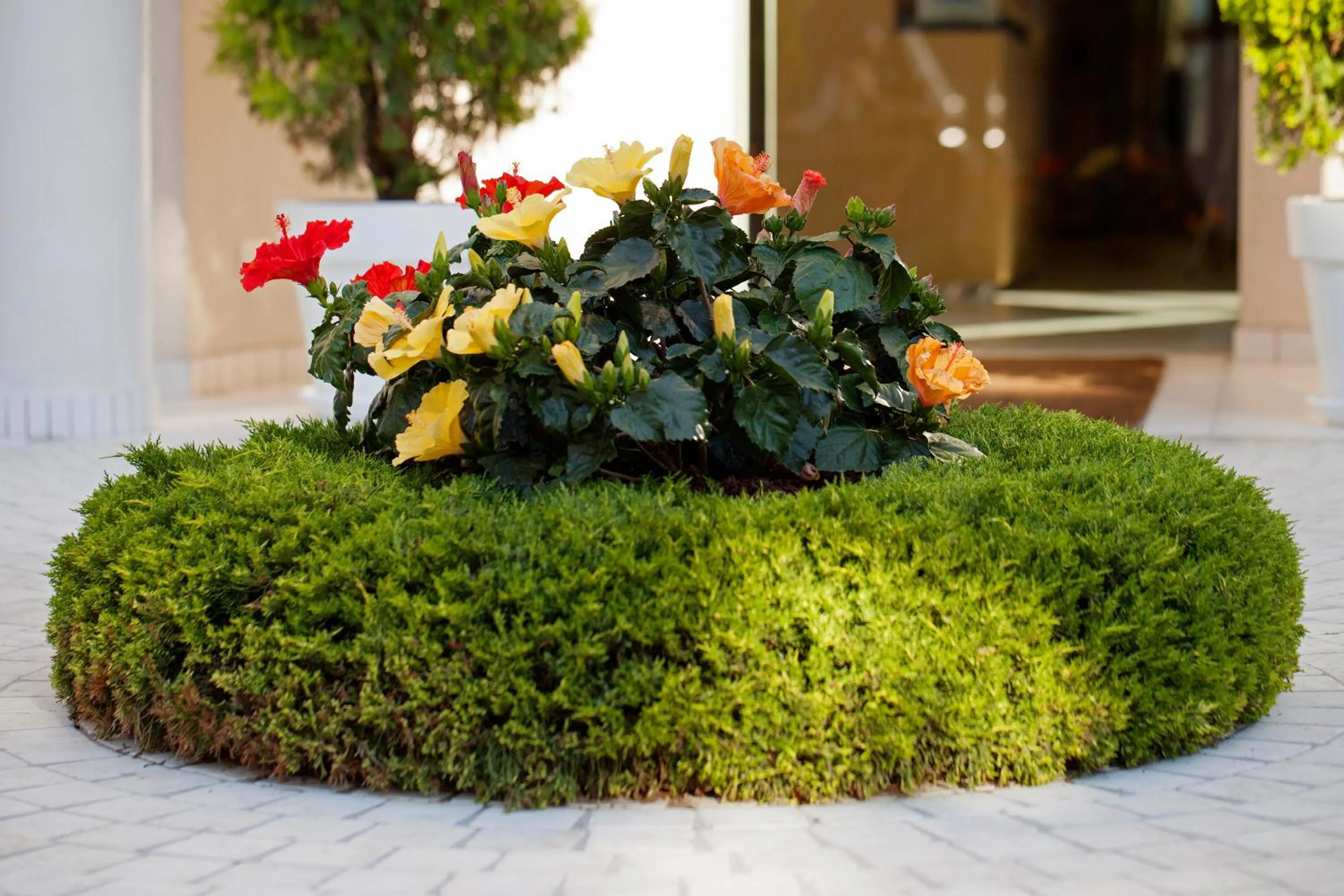 Garden in Hotel Gala