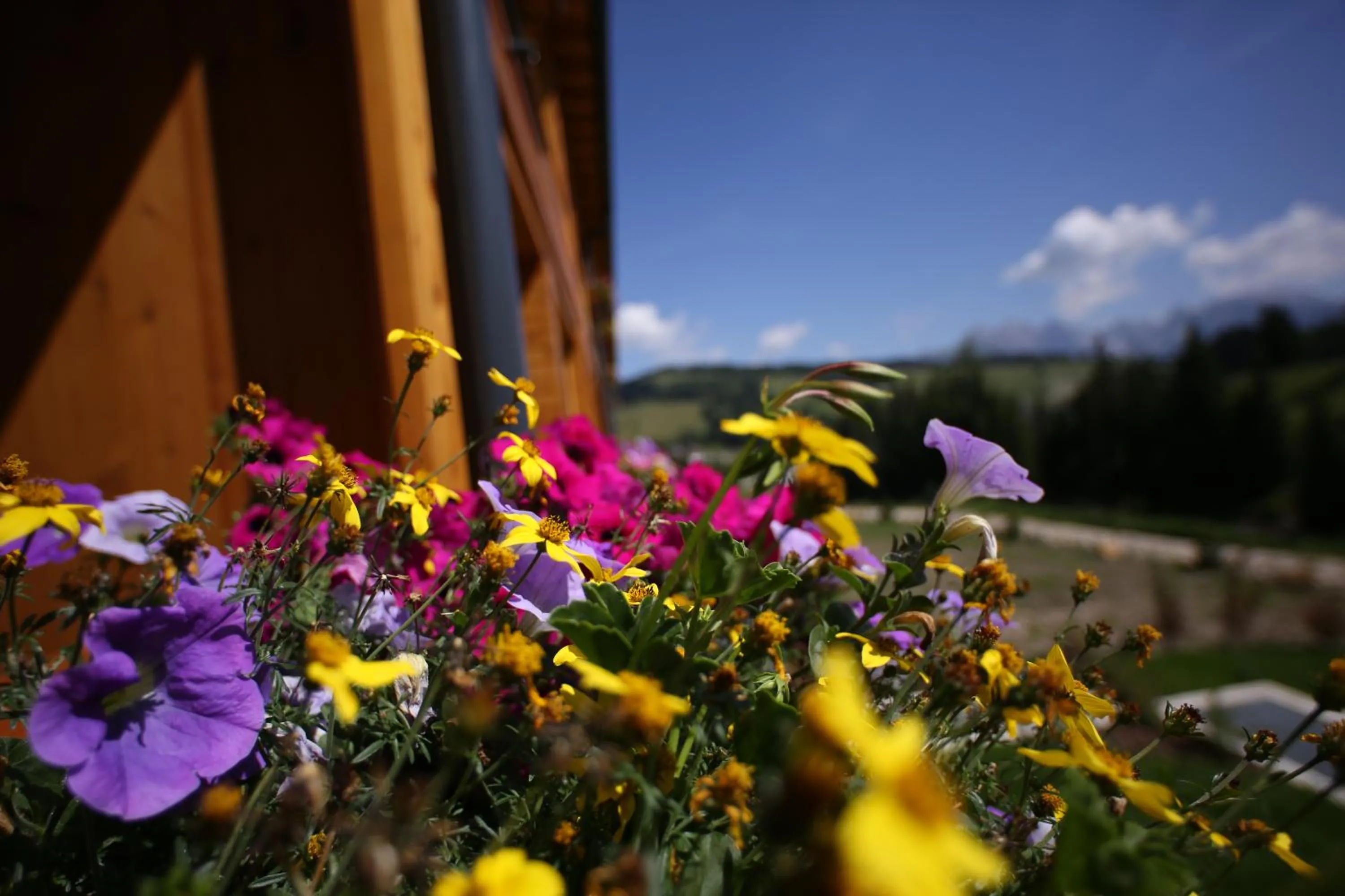 Garden view in Sporthotel Floralpina