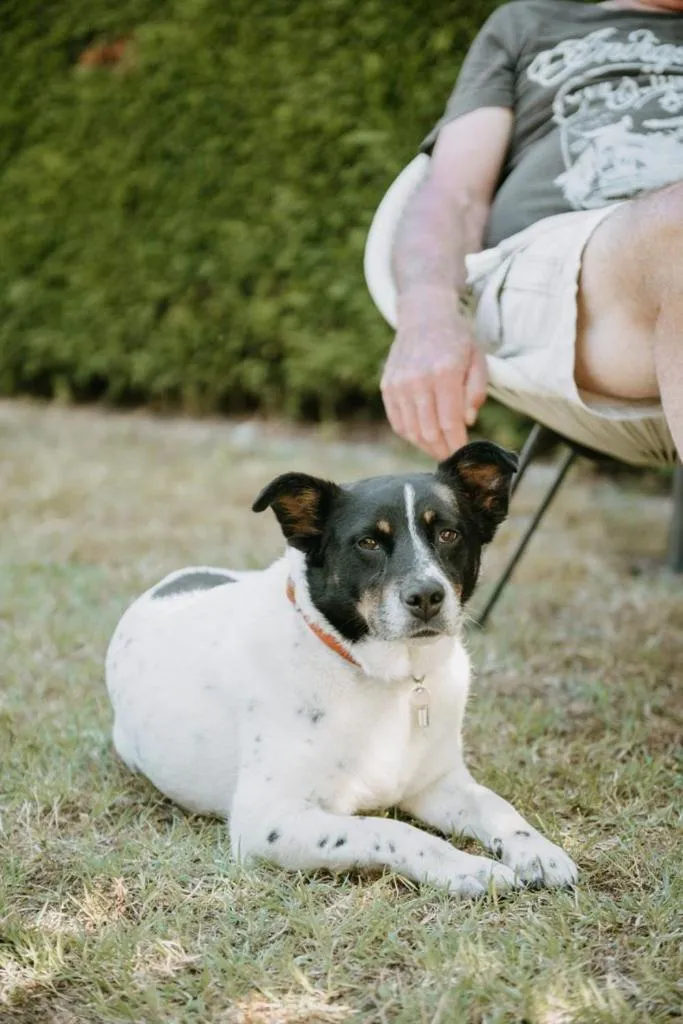 Pets in Logis Hôtel du Château