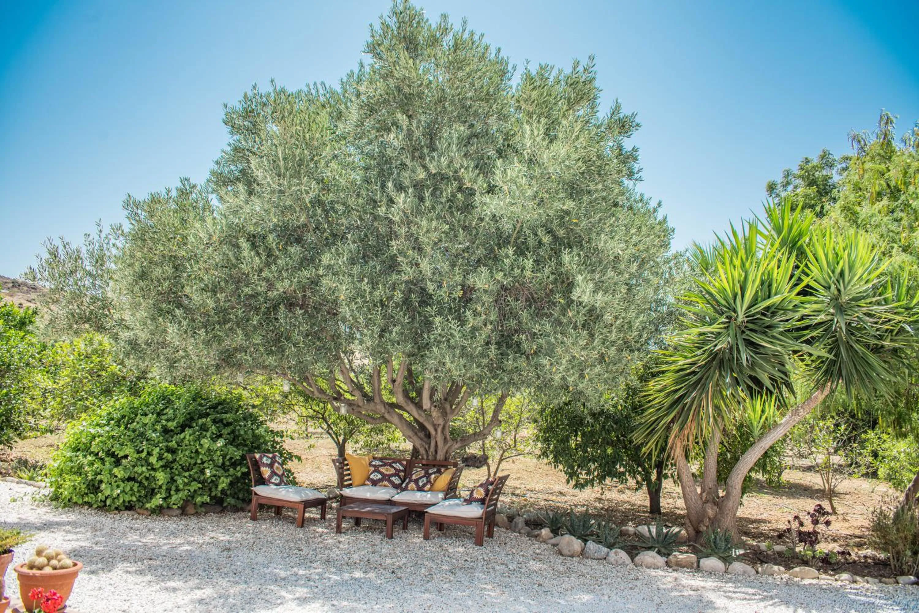 Garden in Finca El Limonar