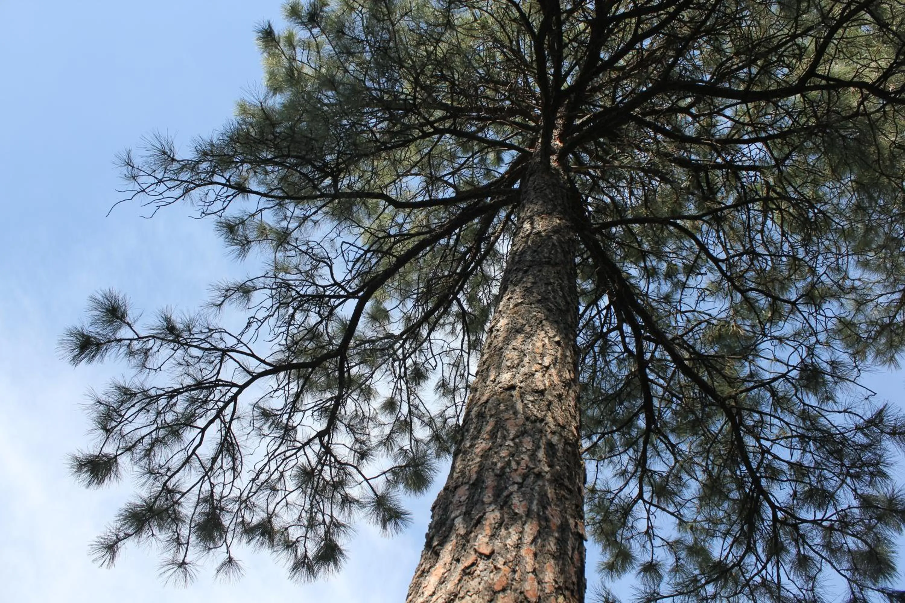 Area and facilities in Majestic Mountain Inn