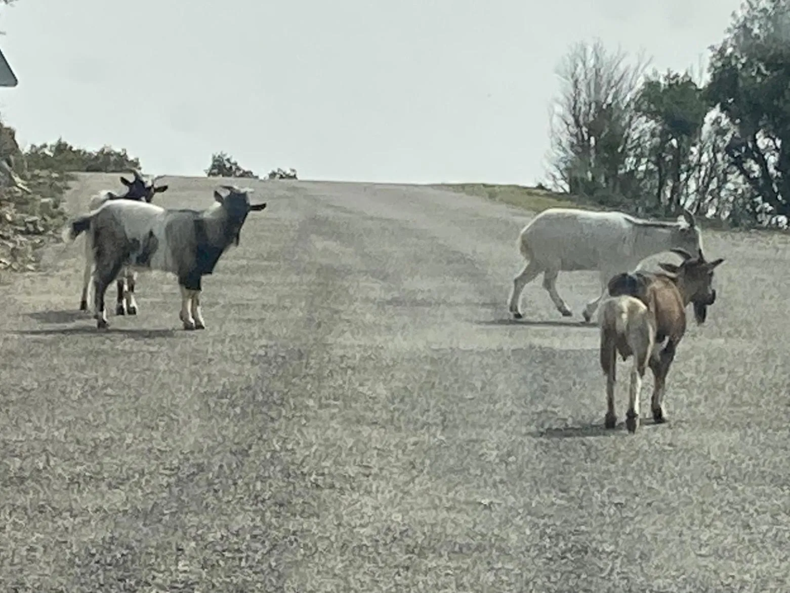 Pets in Le Belvedere