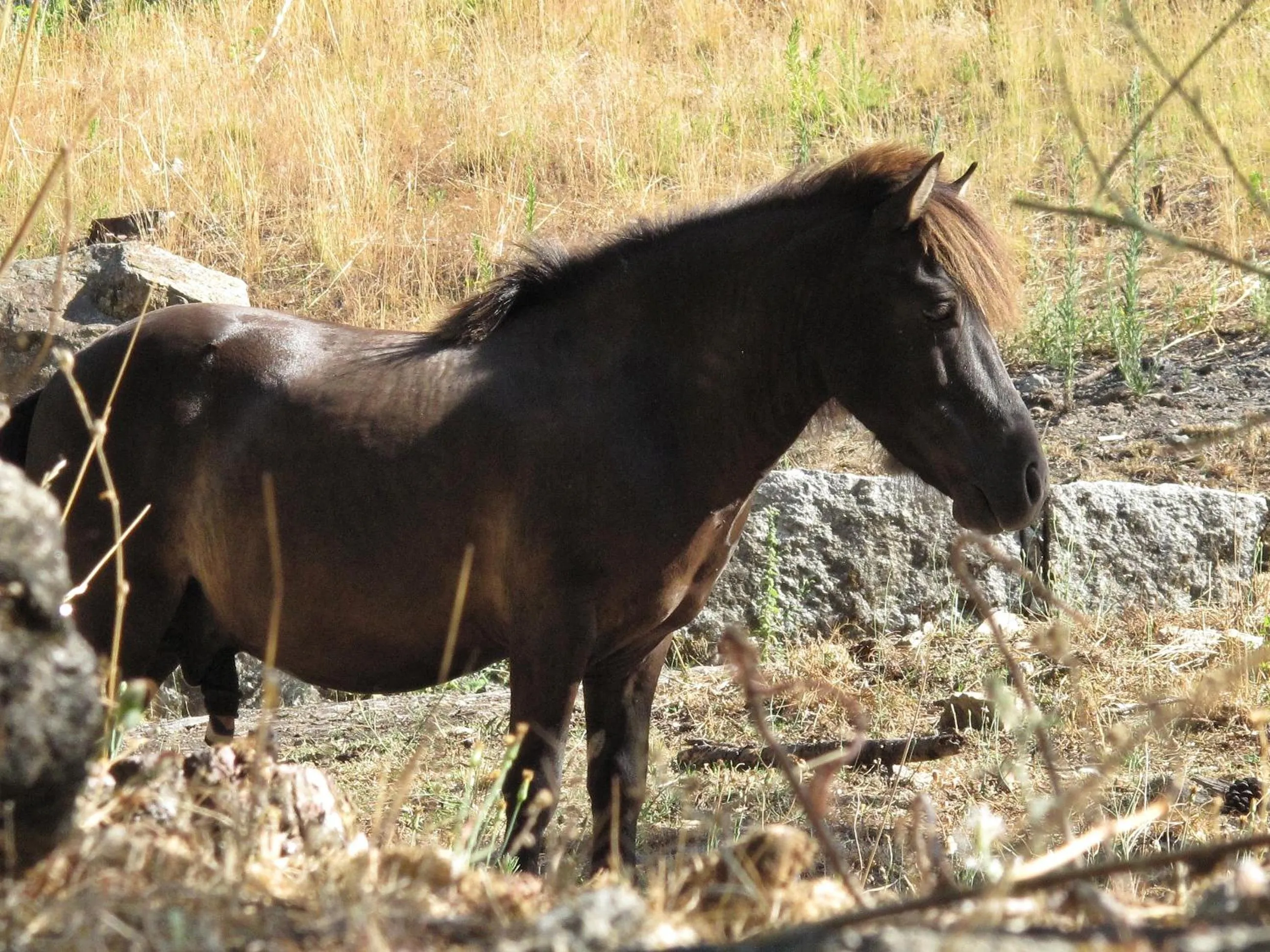 Animals in Hotel Pantanha Nature & Fitness