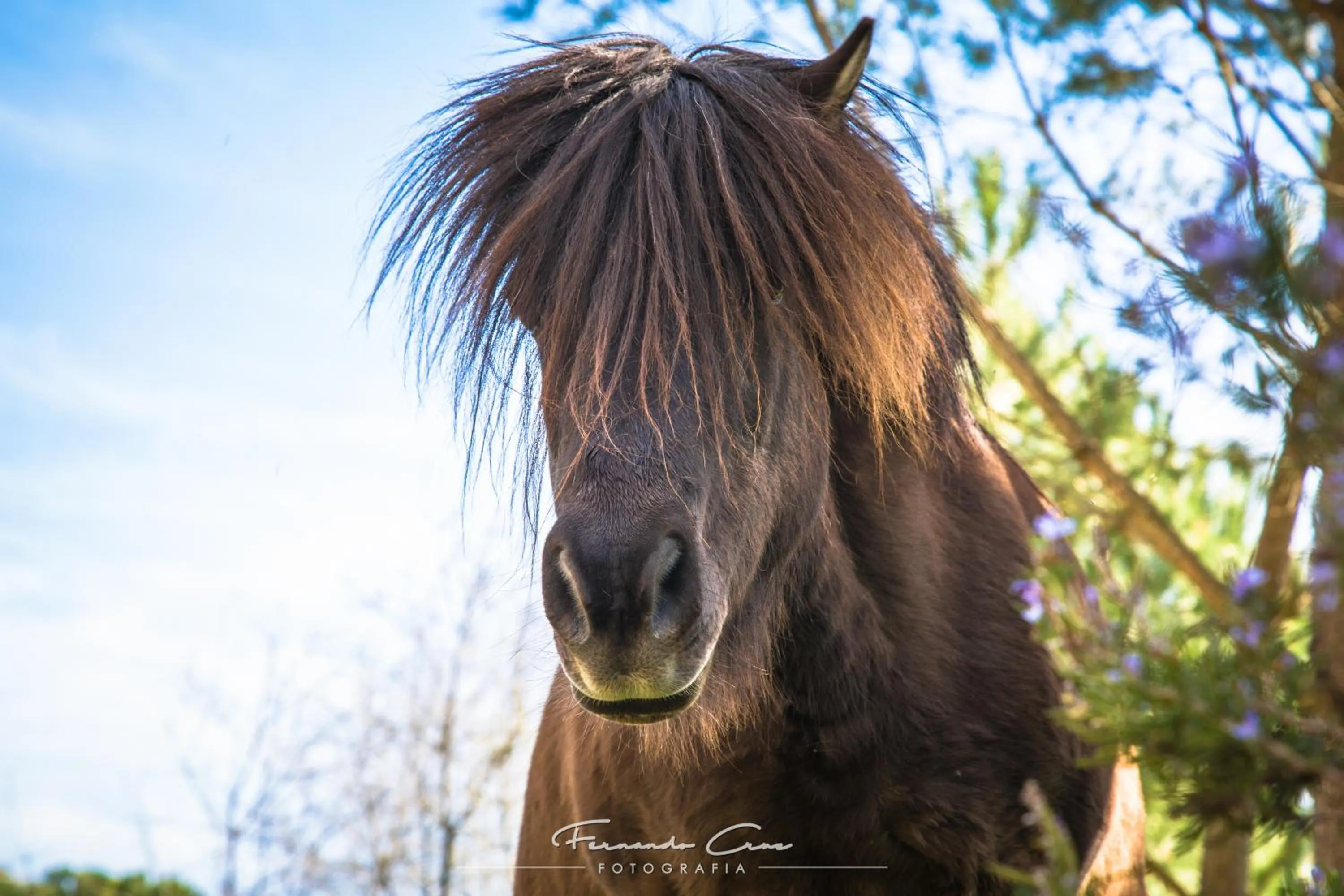 Pets in Hotel Pantanha Nature & Fitness