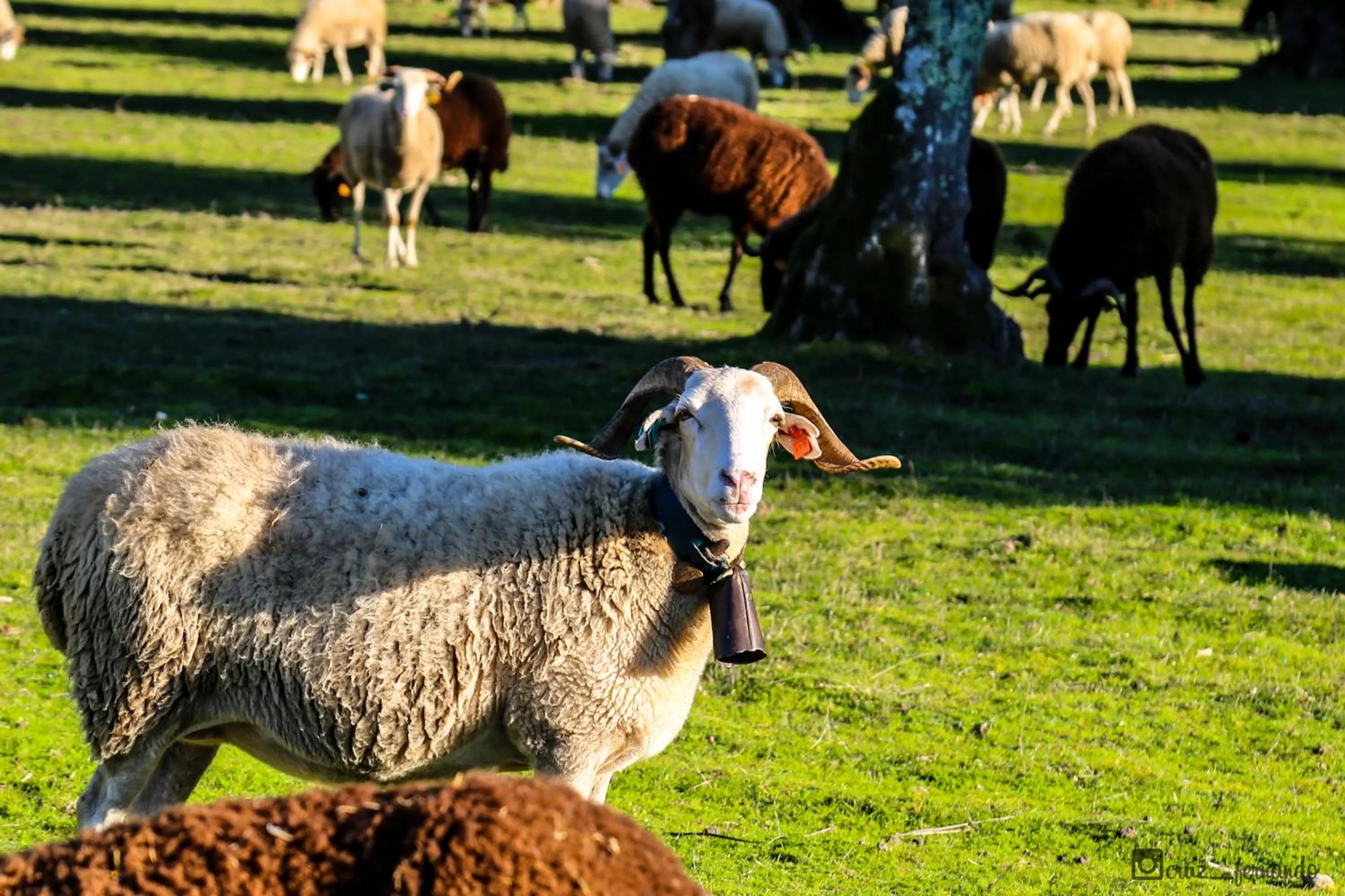 Animals in Hotel Pantanha Nature & Fitness