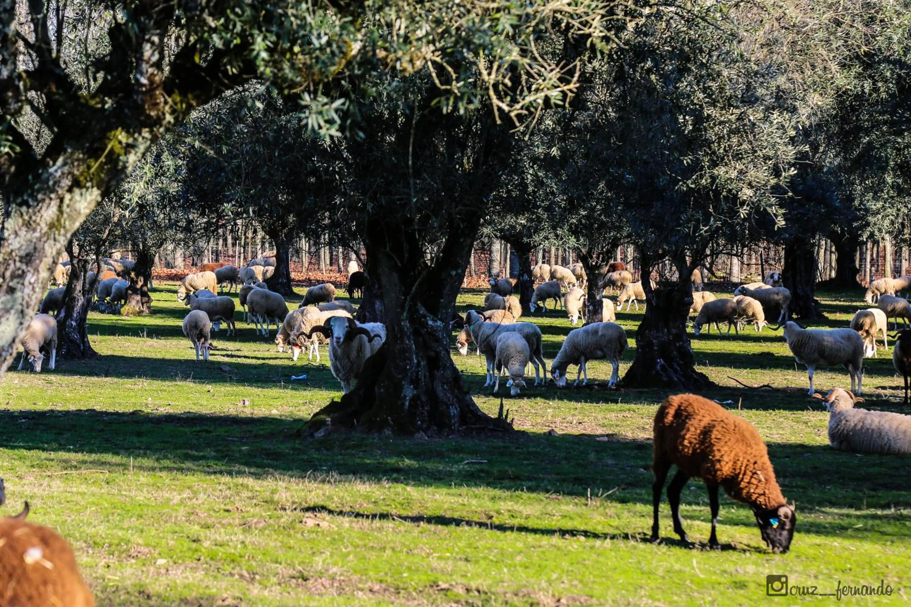 Garden in Hotel Pantanha Nature & Fitness