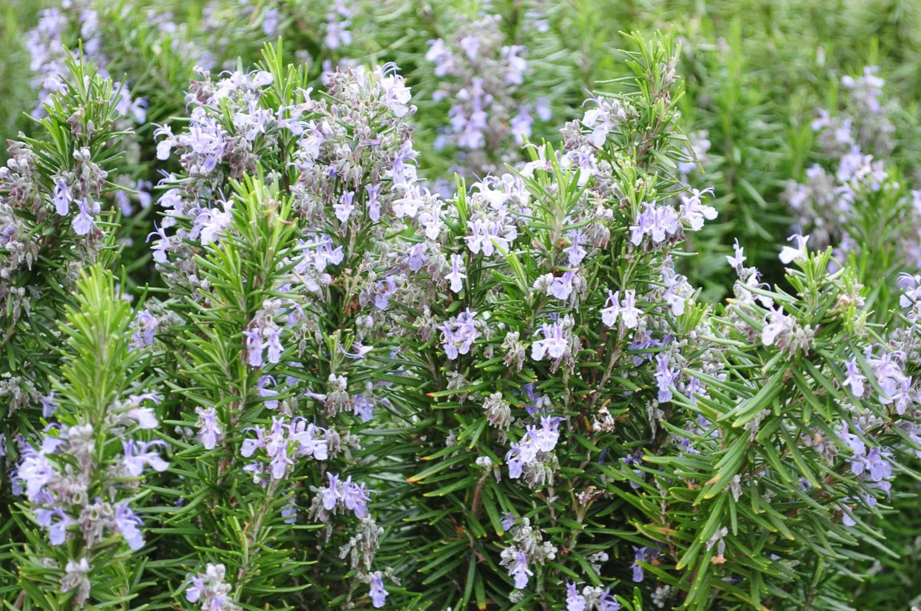 Garden in Dendrolivano