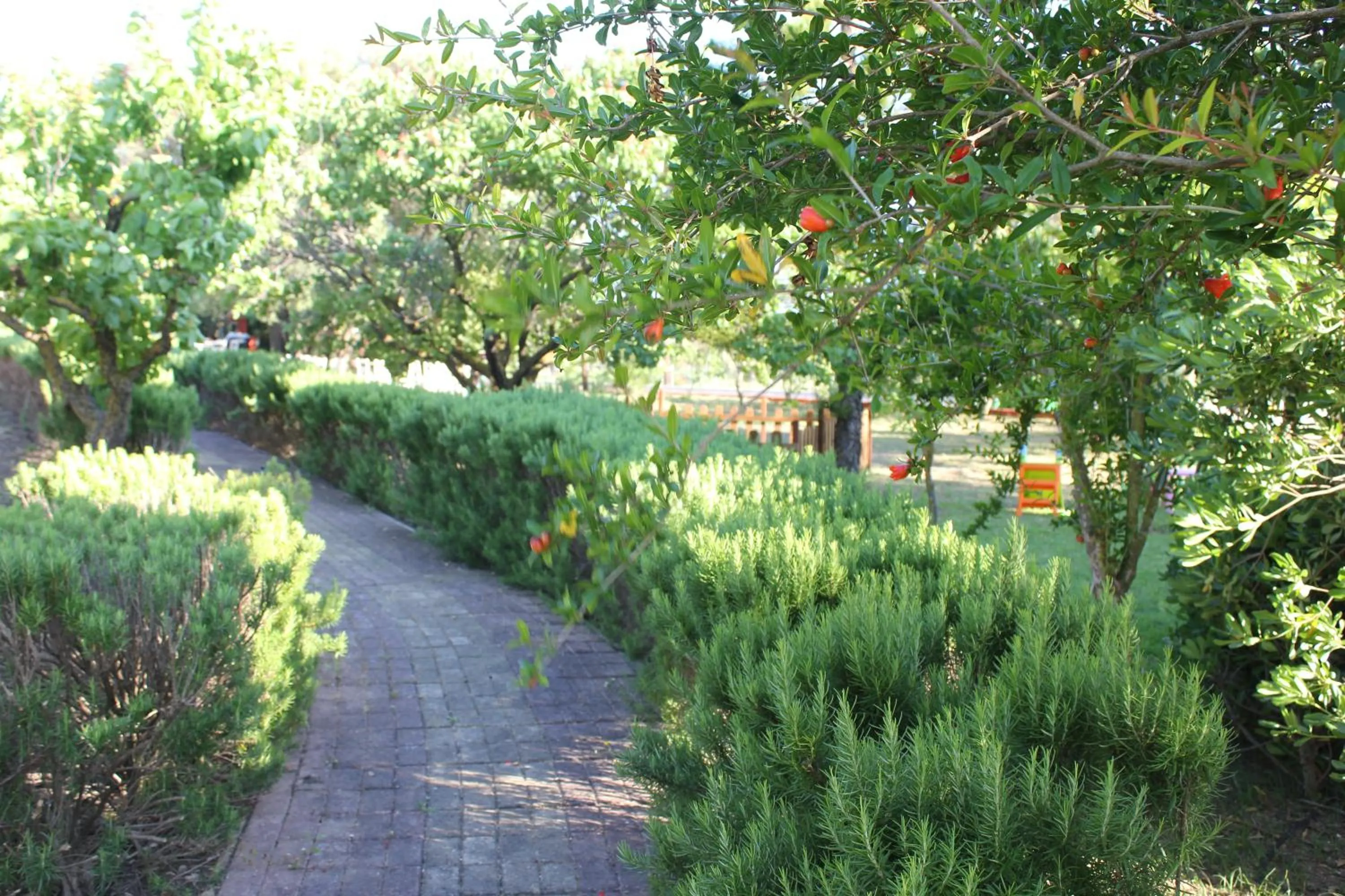 On site in Dendrolivano