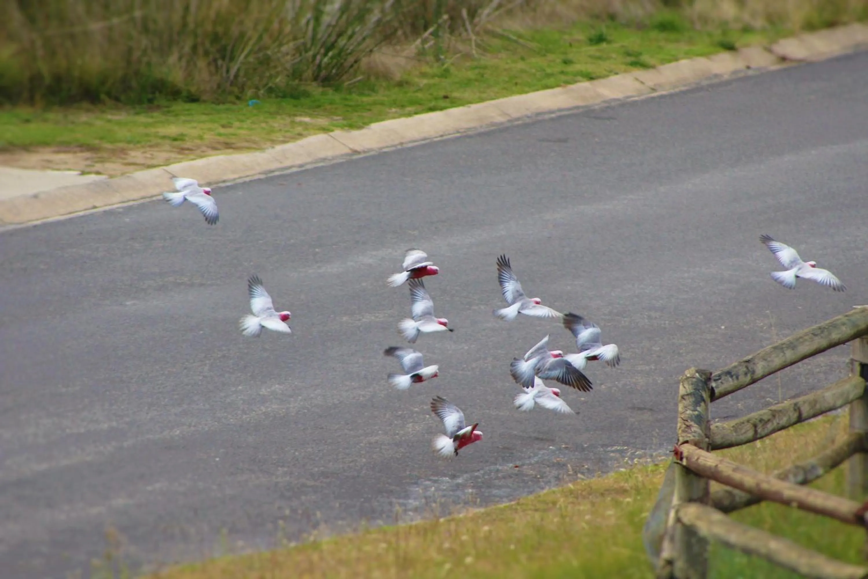 Day in Panorama Jindabyne