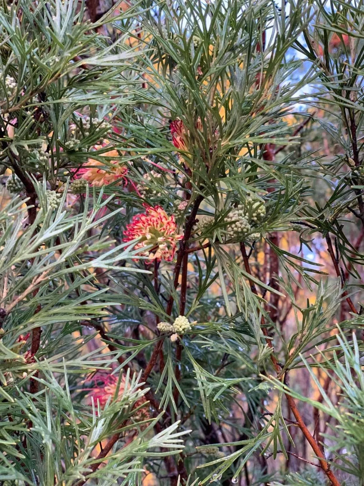 Garden in Olde Horsham Motor Inn