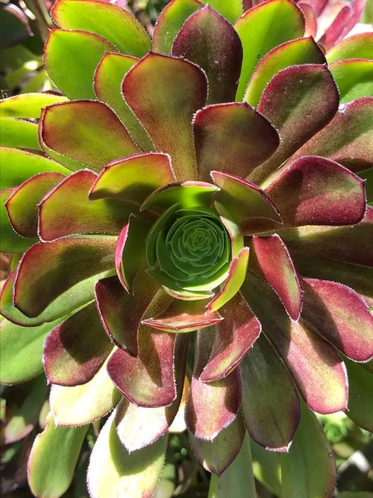 Garden in Olde Horsham Motor Inn