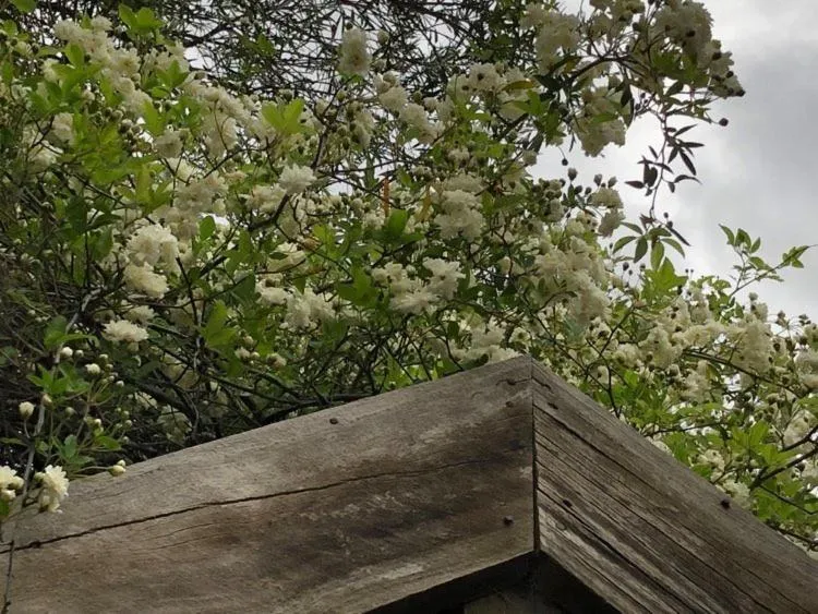 Garden in Olde Horsham Motor Inn