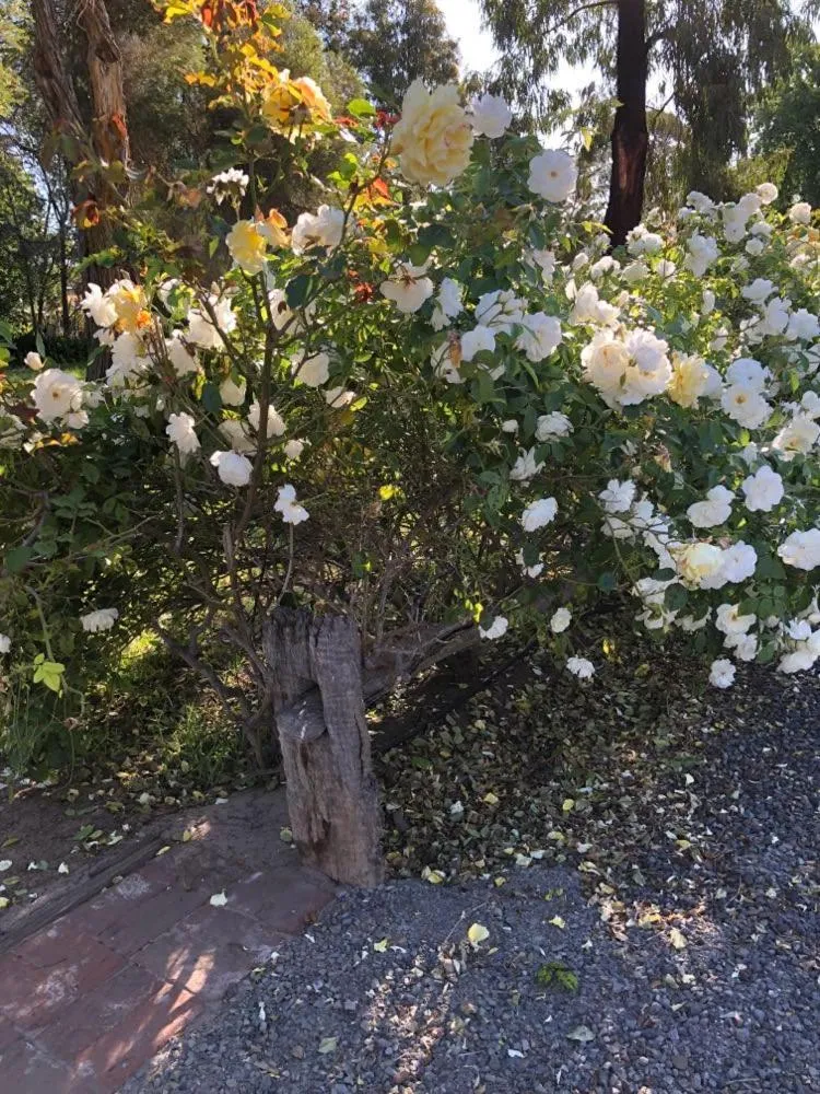 Garden in Olde Horsham Motor Inn