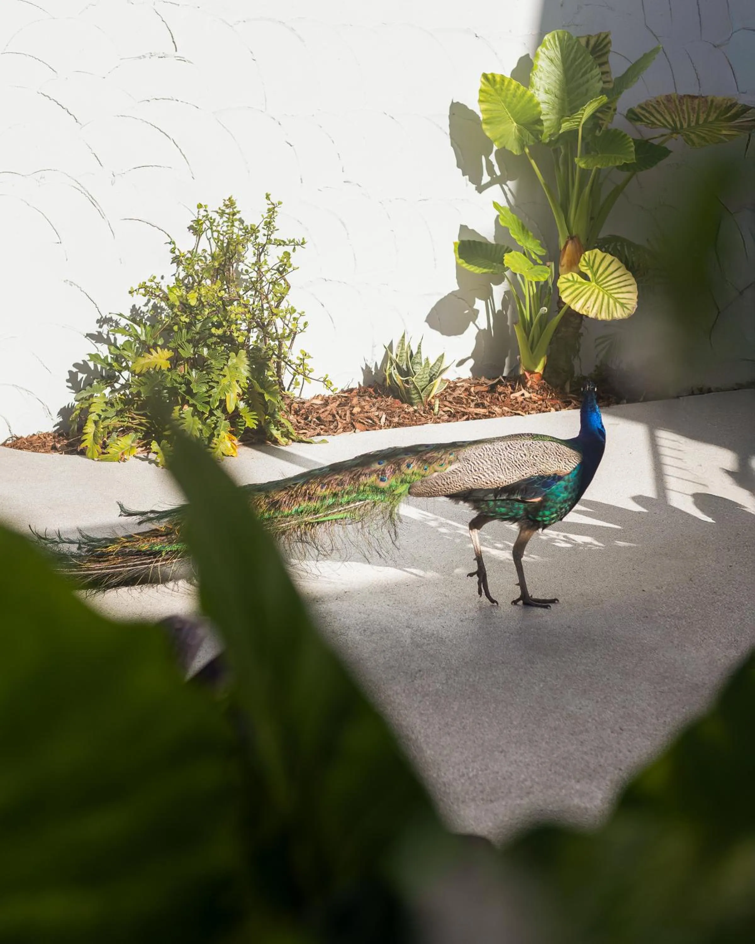 Day in The Tamborine - Boutique Hotel