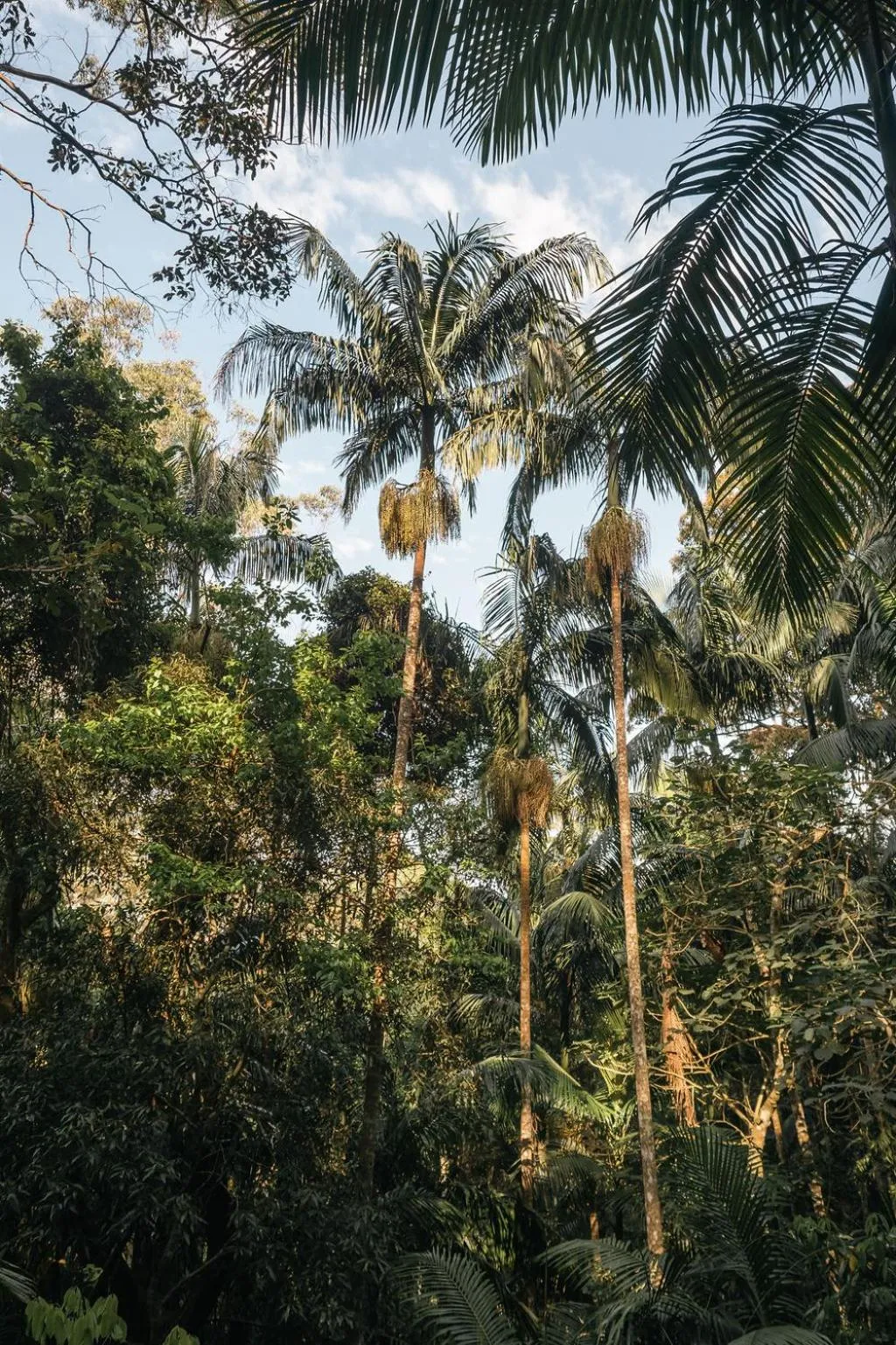 Natural landscape in The Tamborine - Boutique Hotel