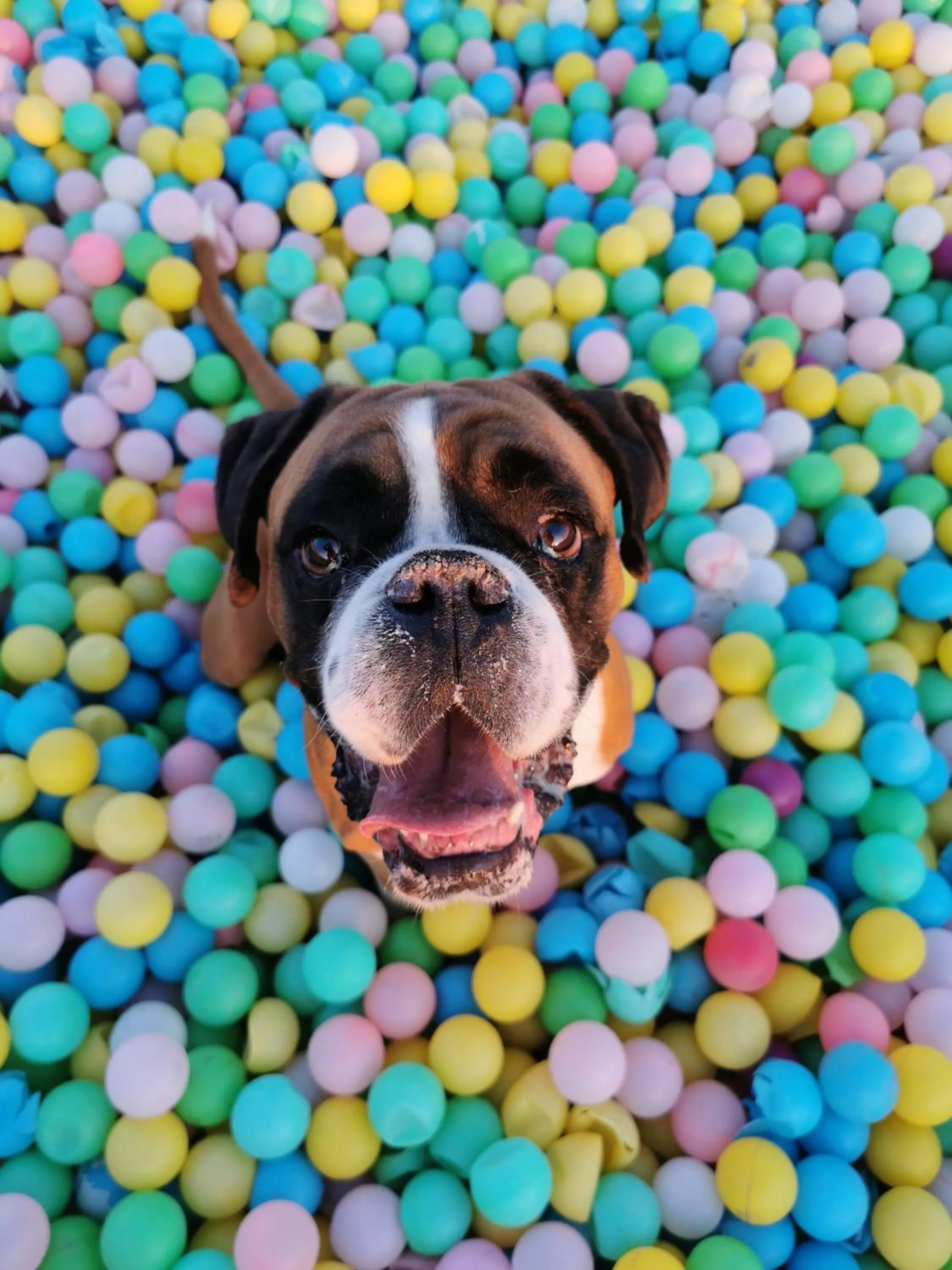 Pets in Chalets Franciska Major, Pro Village