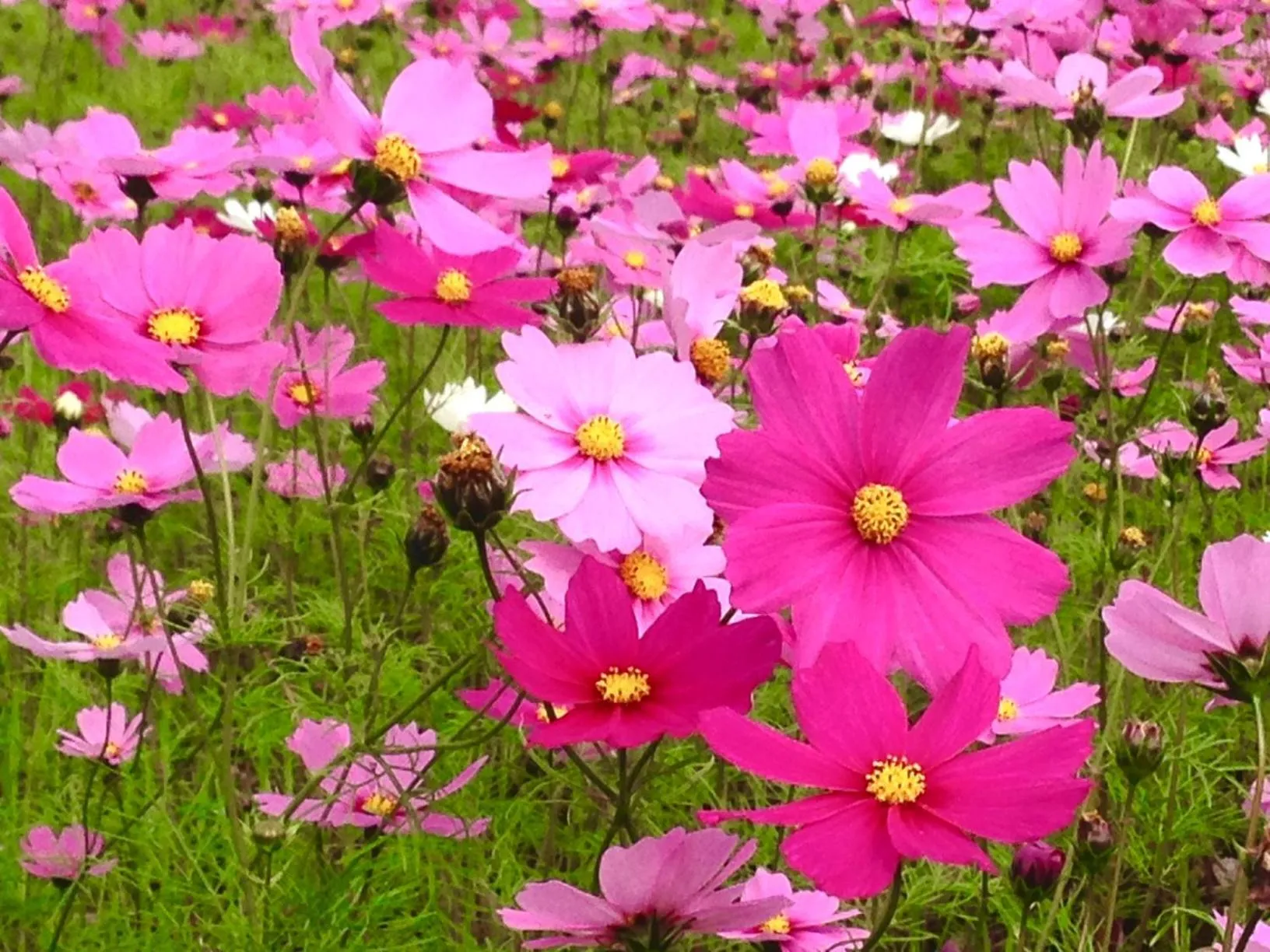 Nearby landmark in Bougain Terrace Resort Ta-chi House