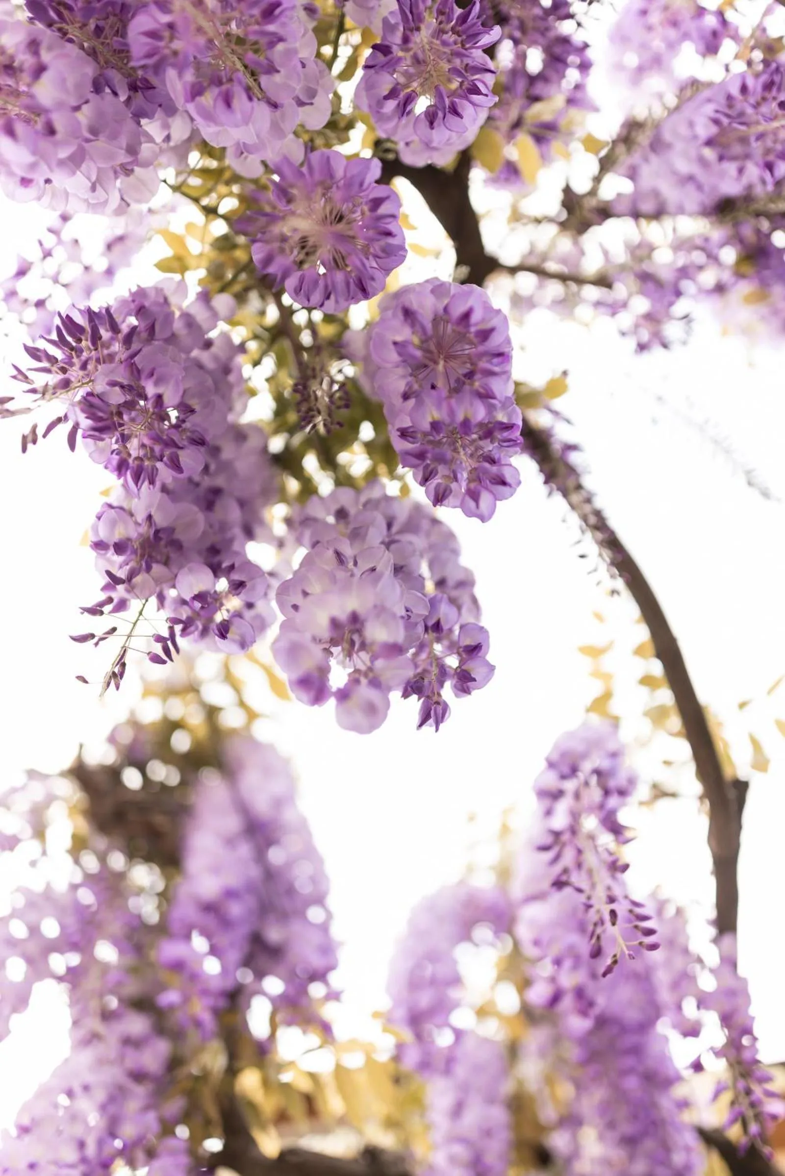 Garden in Weingarten Terlan - Rooms & Breakfast