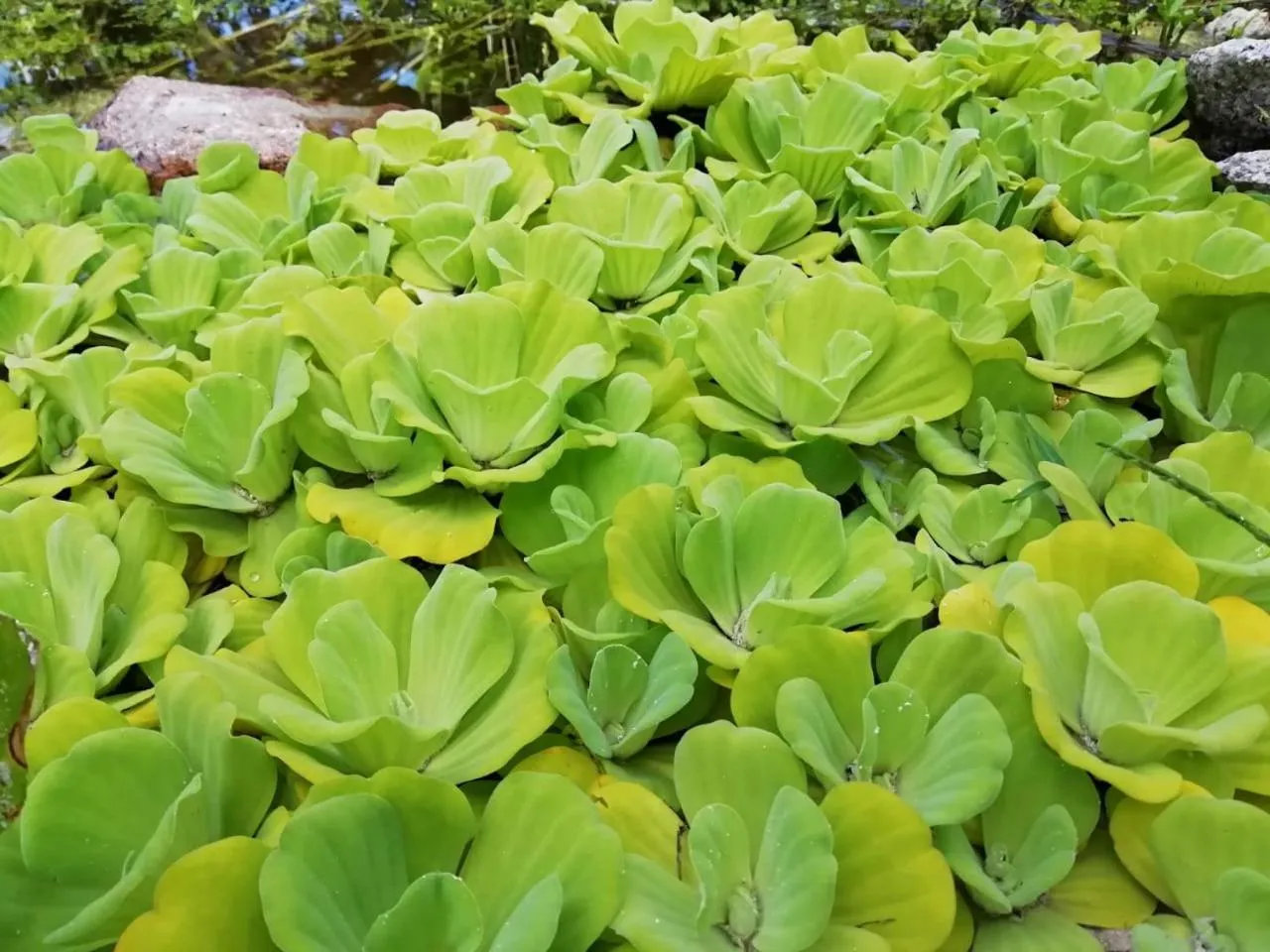 Garden in Bliss Hotel Praslin