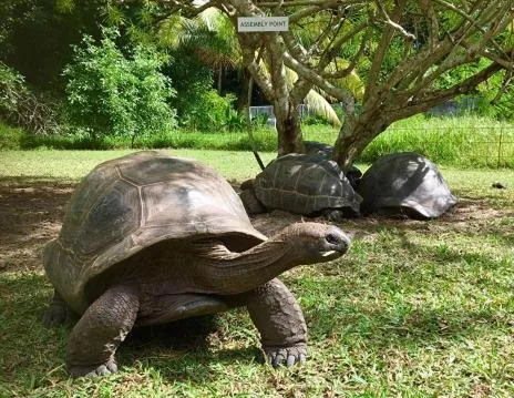 Garden in Bliss Hotel Praslin