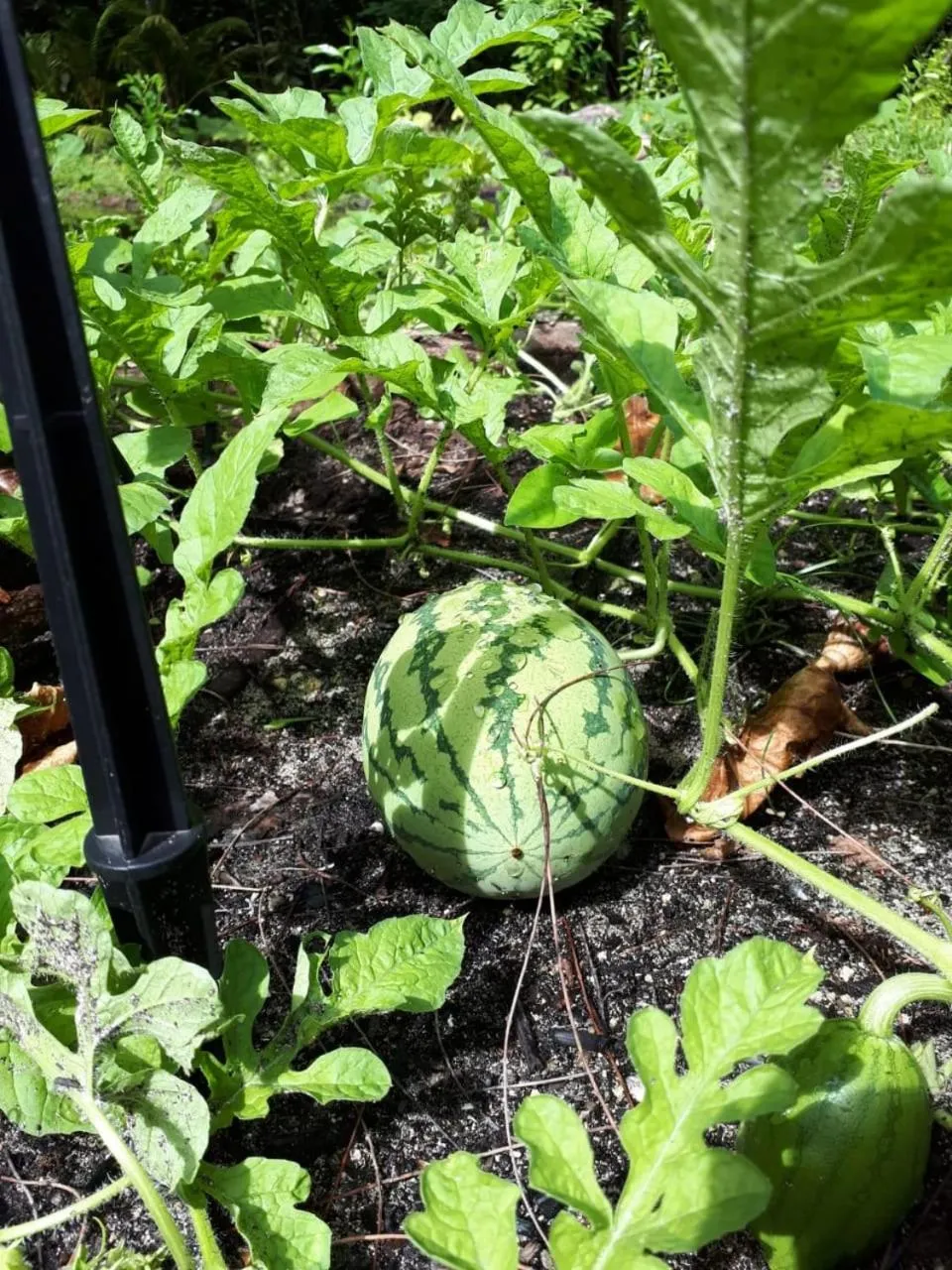 Garden in Bliss Hotel Praslin