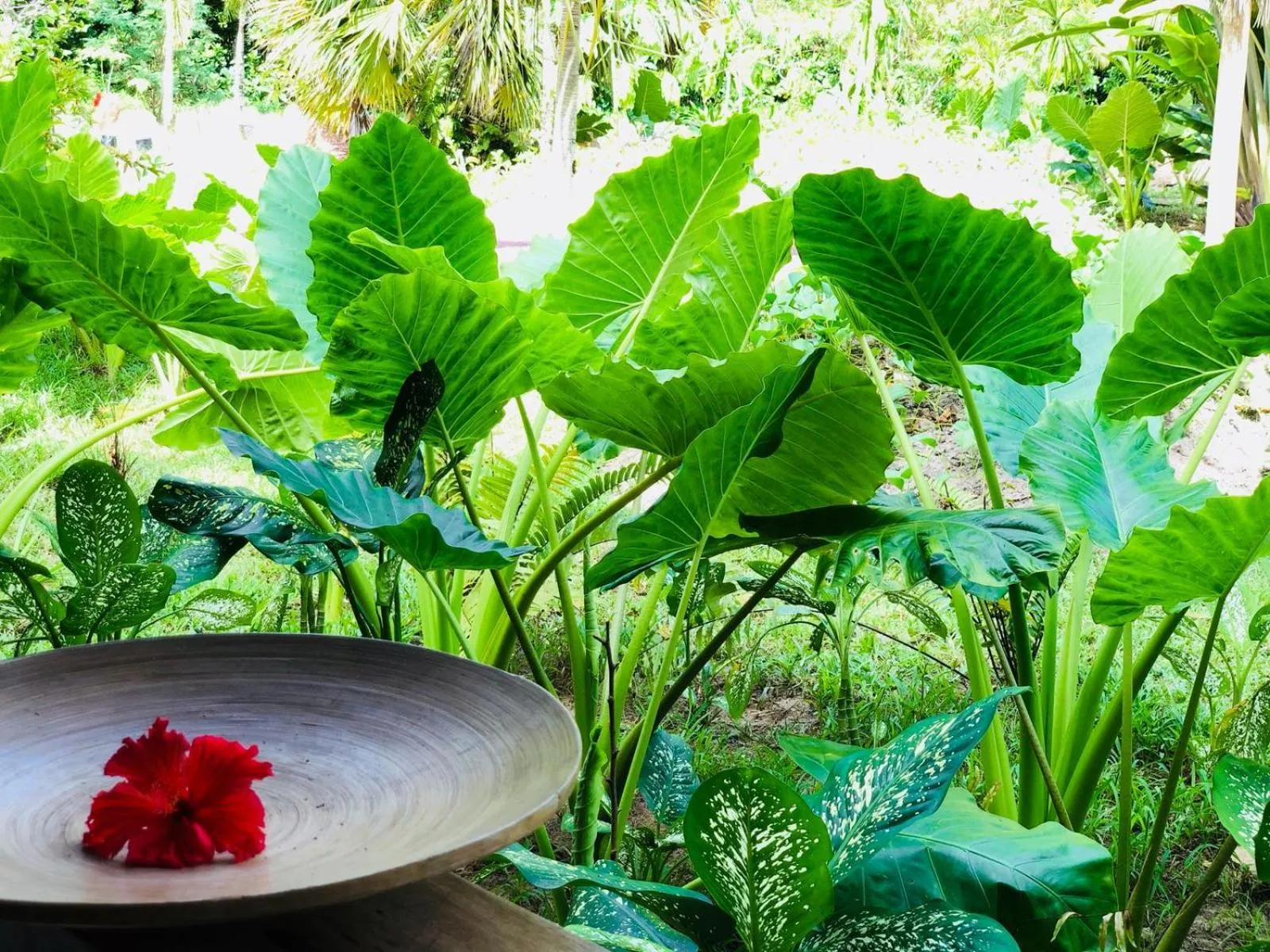 Garden in Bliss Hotel Praslin