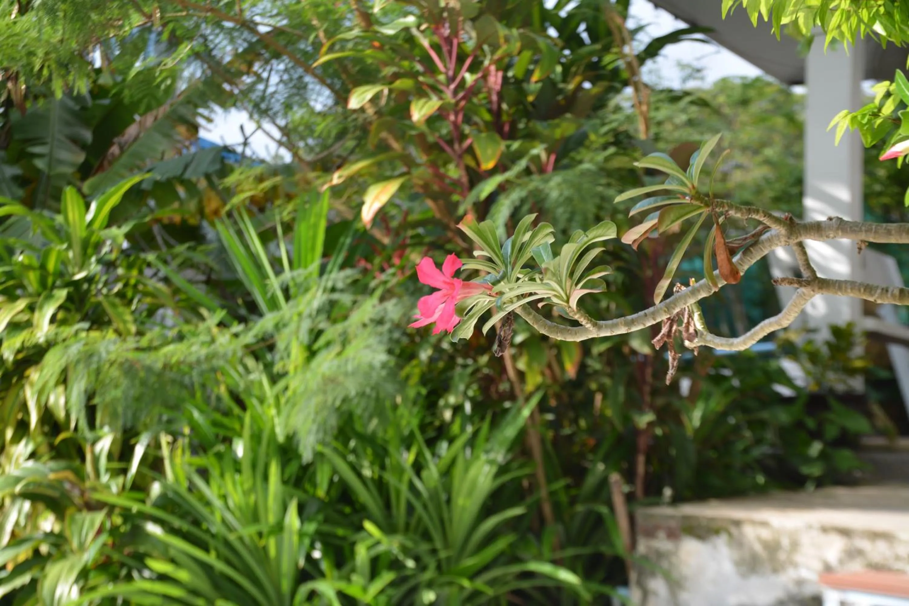 Summer in Baan Suan Villa 1