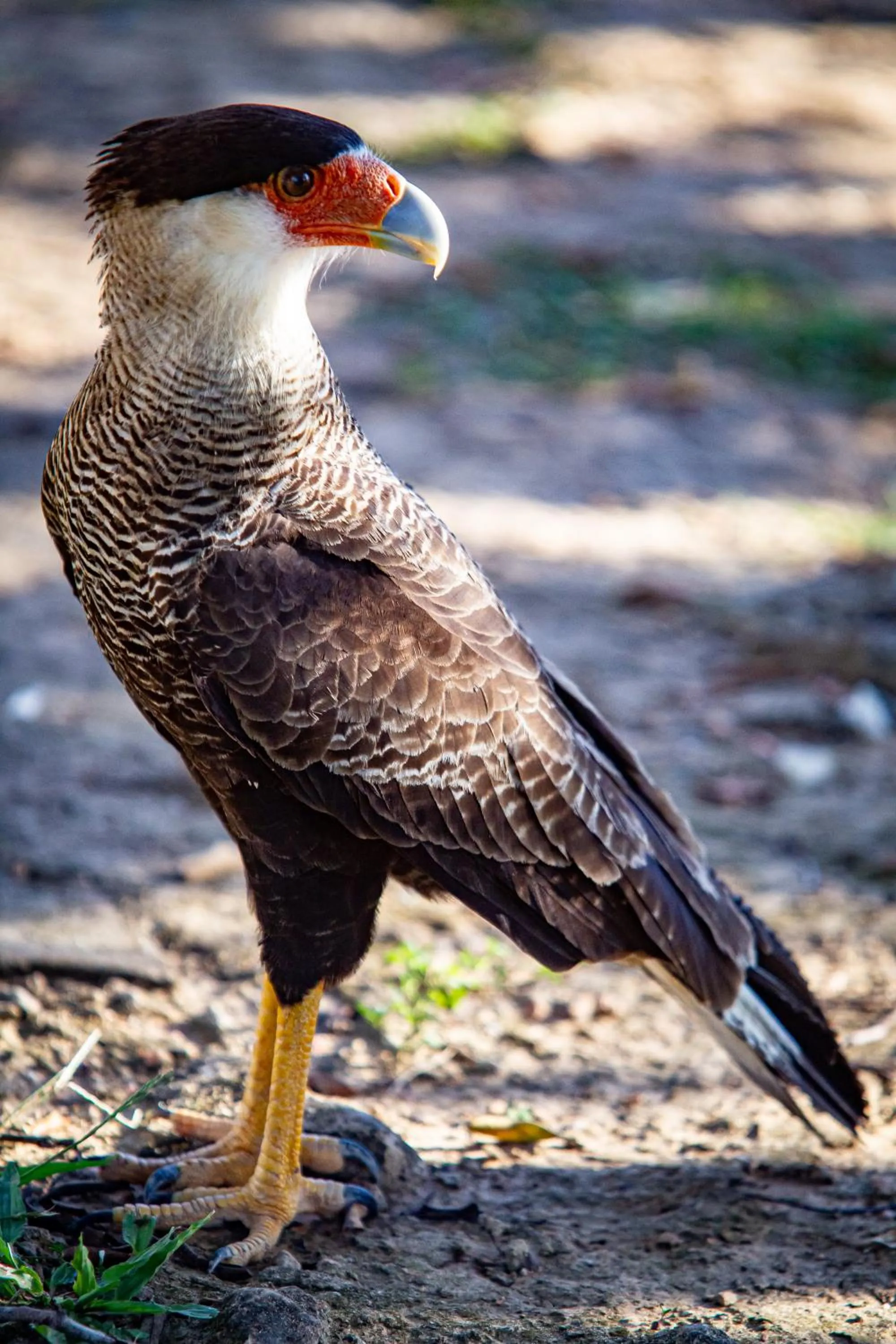 Animals in Hotel Pantanal Mato Grosso