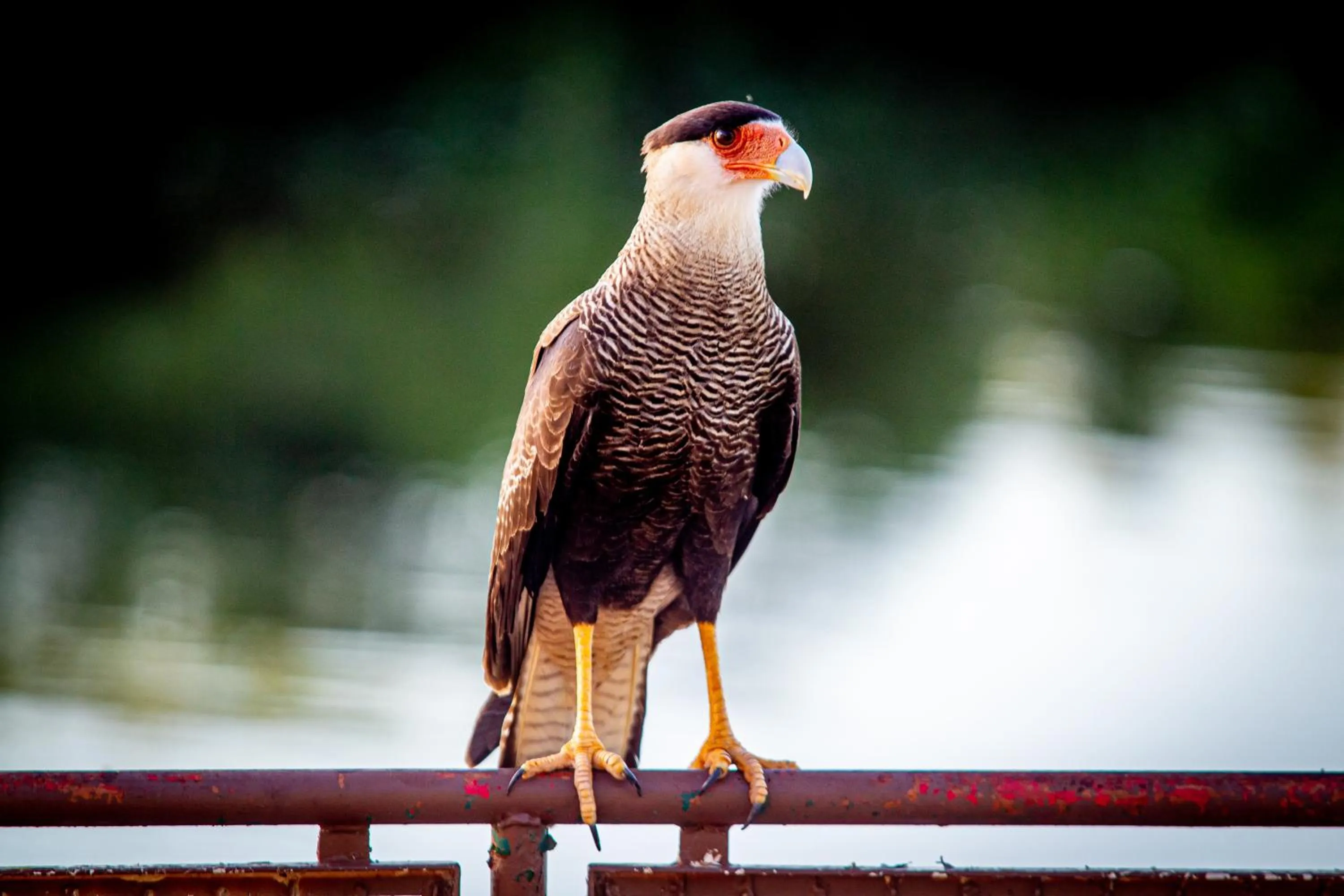 Animals in Hotel Pantanal Mato Grosso