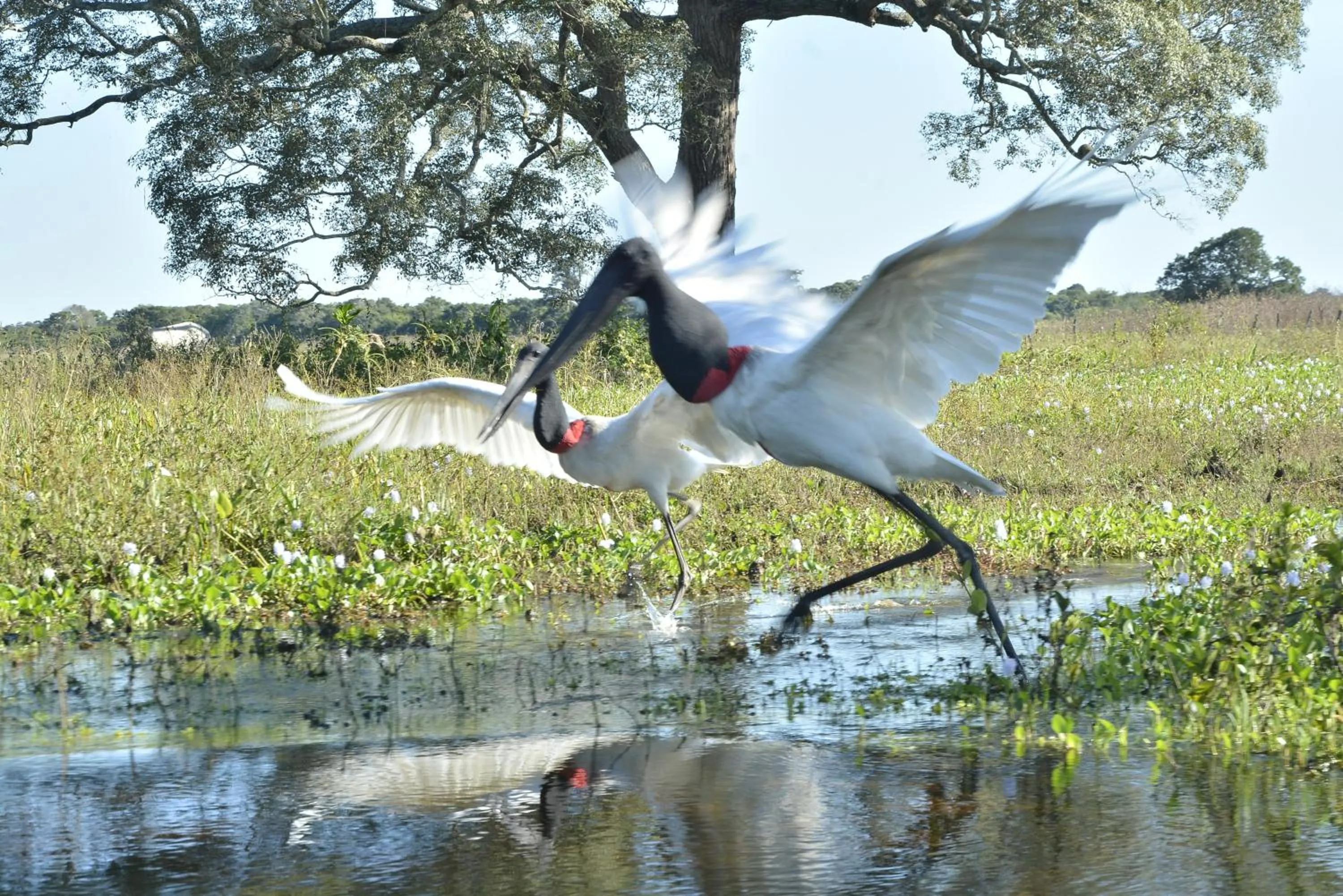 Animals in Hotel Pantanal Mato Grosso