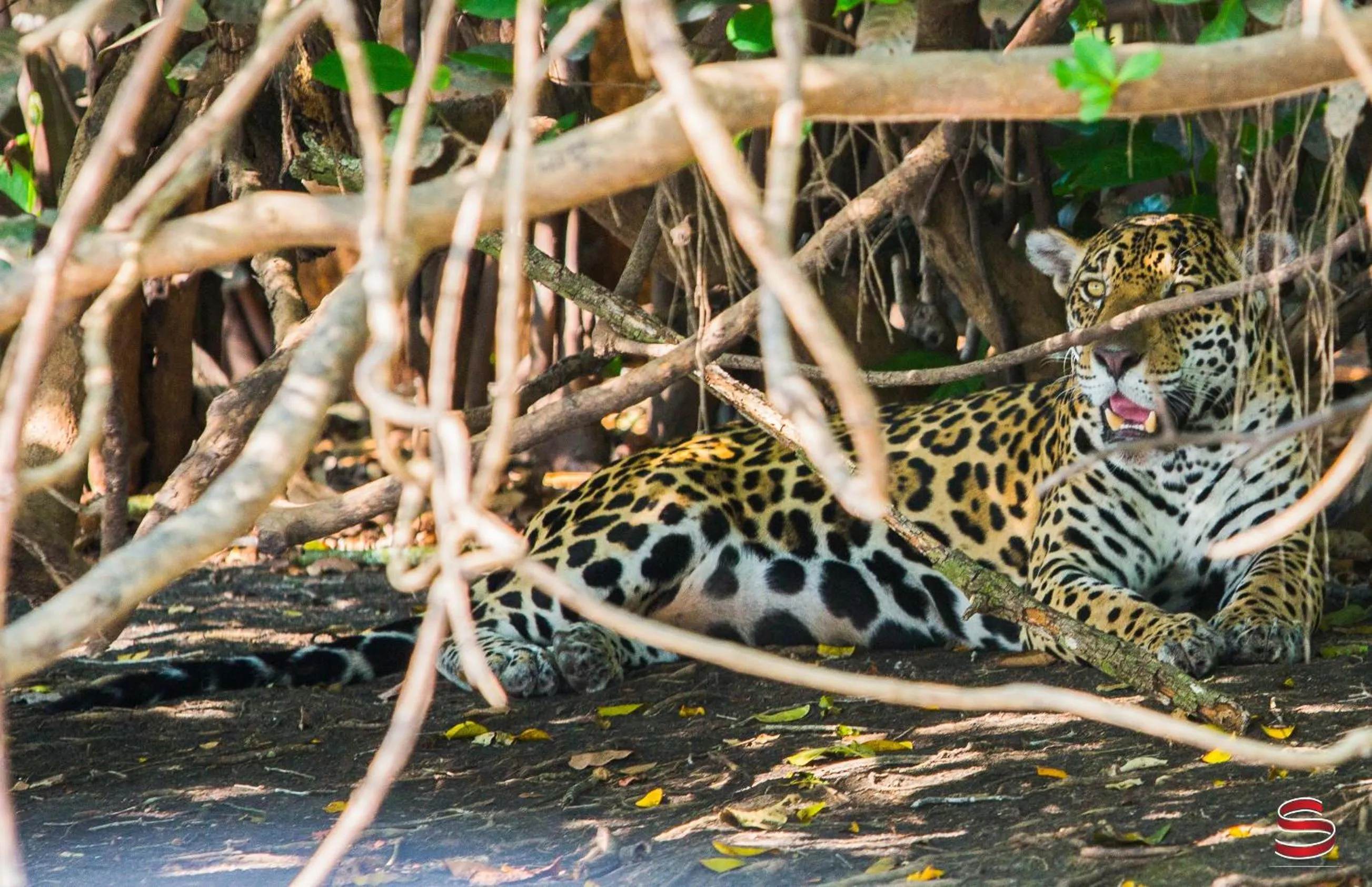 Animals in Hotel Pantanal Mato Grosso