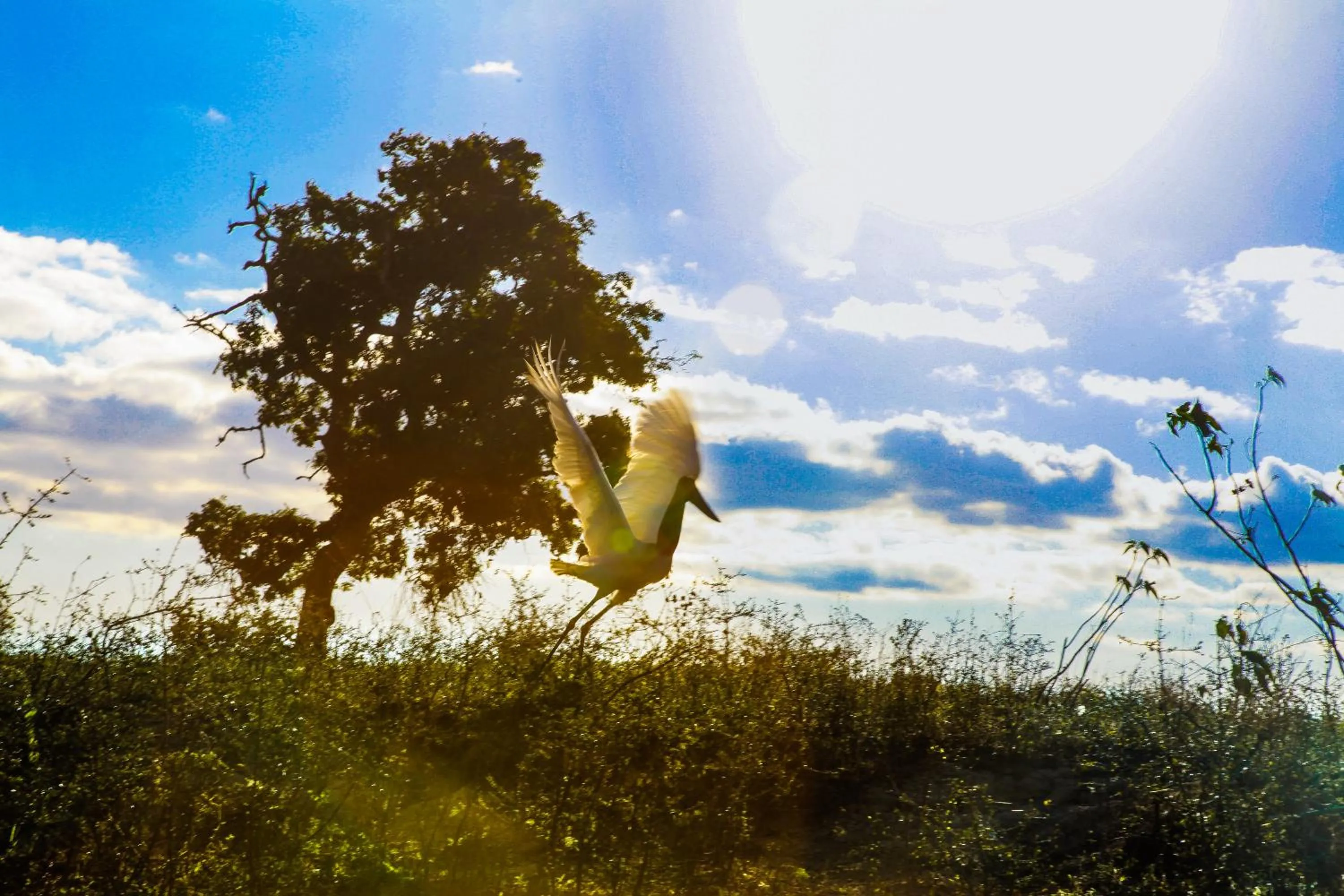 Natural landscape in Hotel Pantanal Mato Grosso