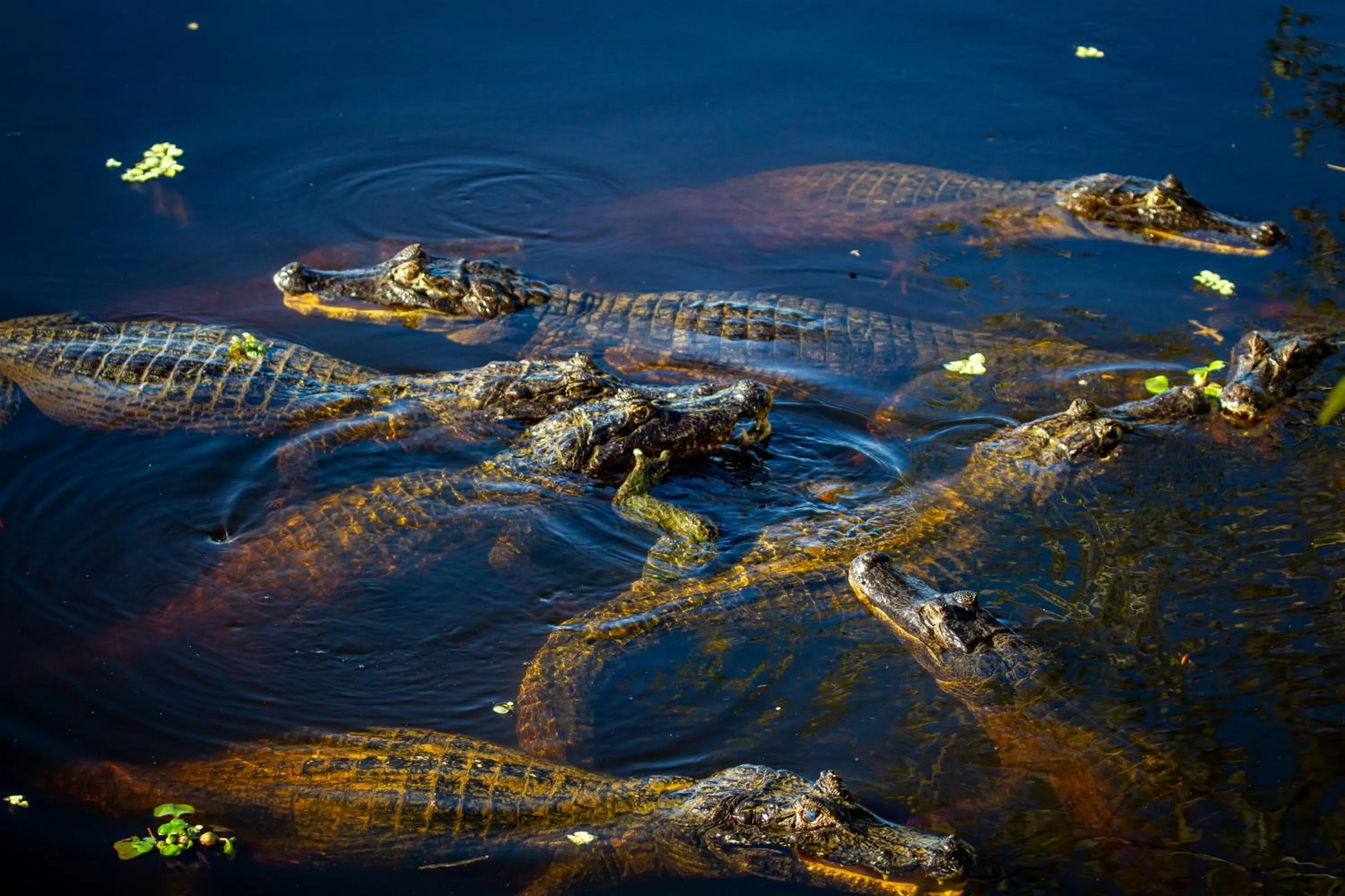 Animals in Hotel Pantanal Mato Grosso