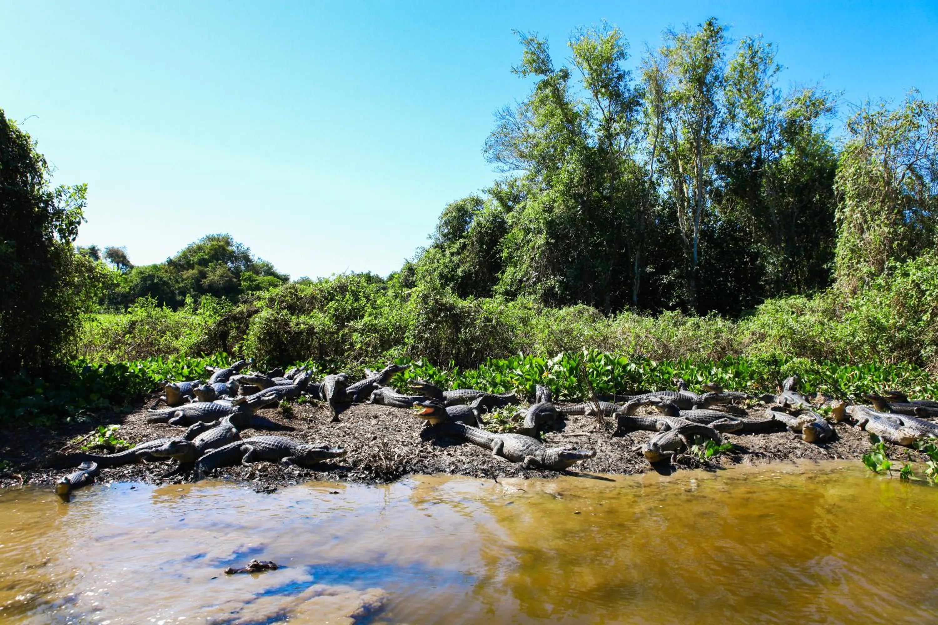 Animals in Hotel Pantanal Mato Grosso