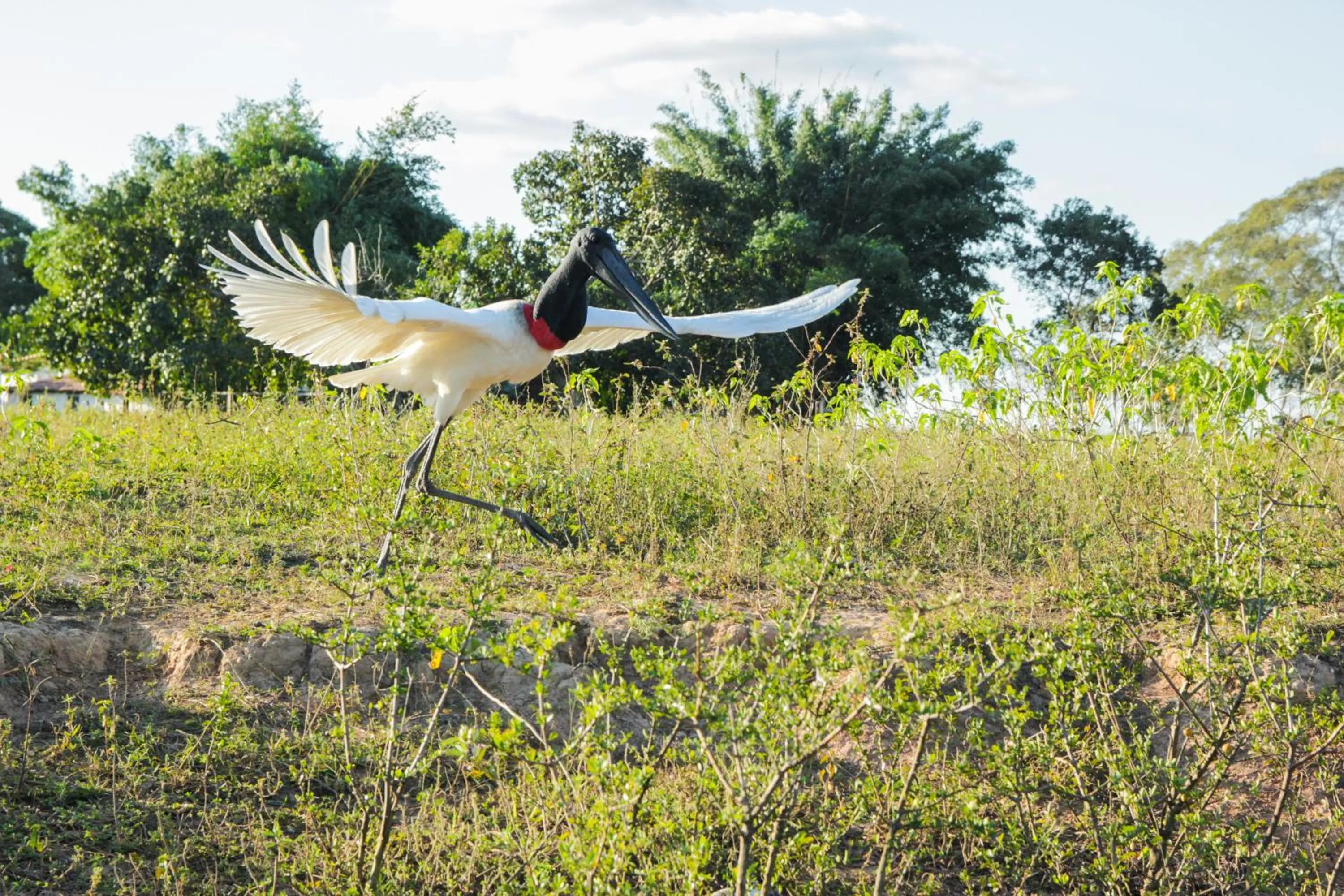 Animals in Hotel Pantanal Mato Grosso