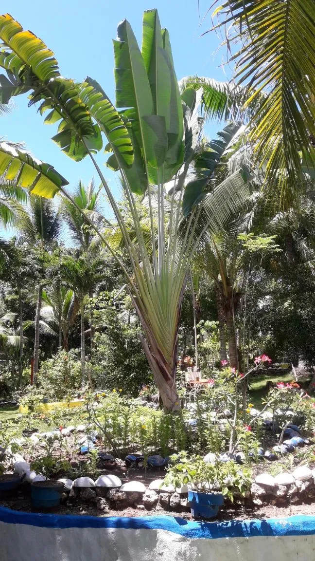 Garden in Casa de la Playa Beach Resort