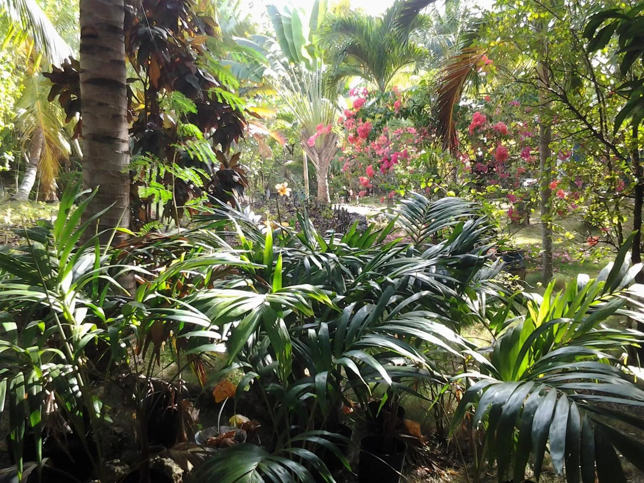 Garden in Casa de la Playa Beach Resort