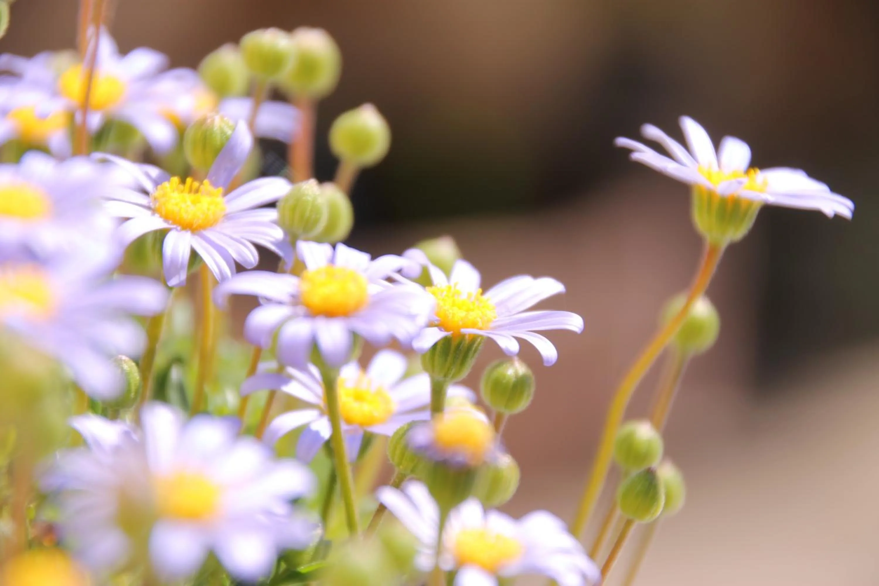 Garden in Garni Brunnenhof