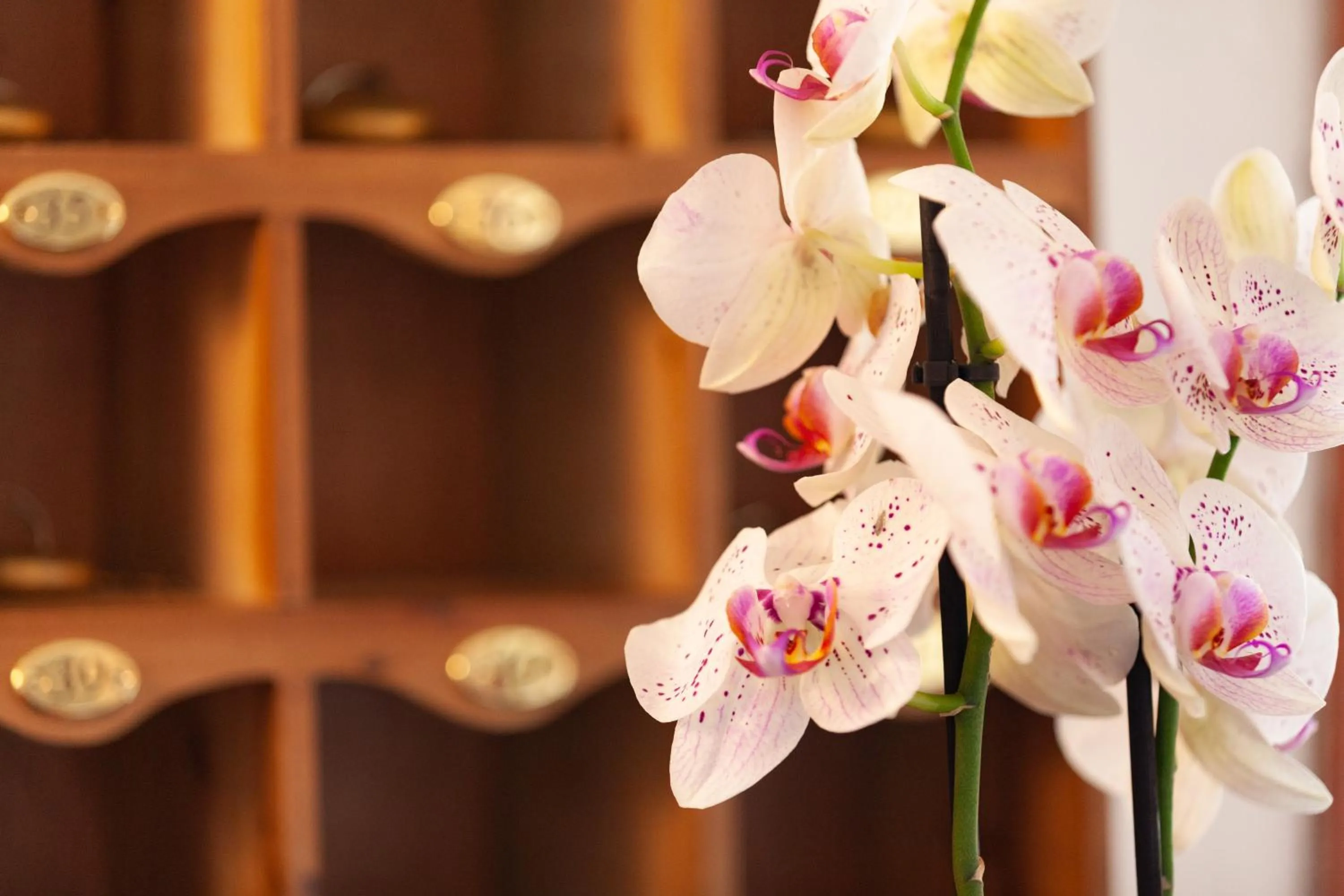 Lobby or reception in Nora Club Hotel & Spa