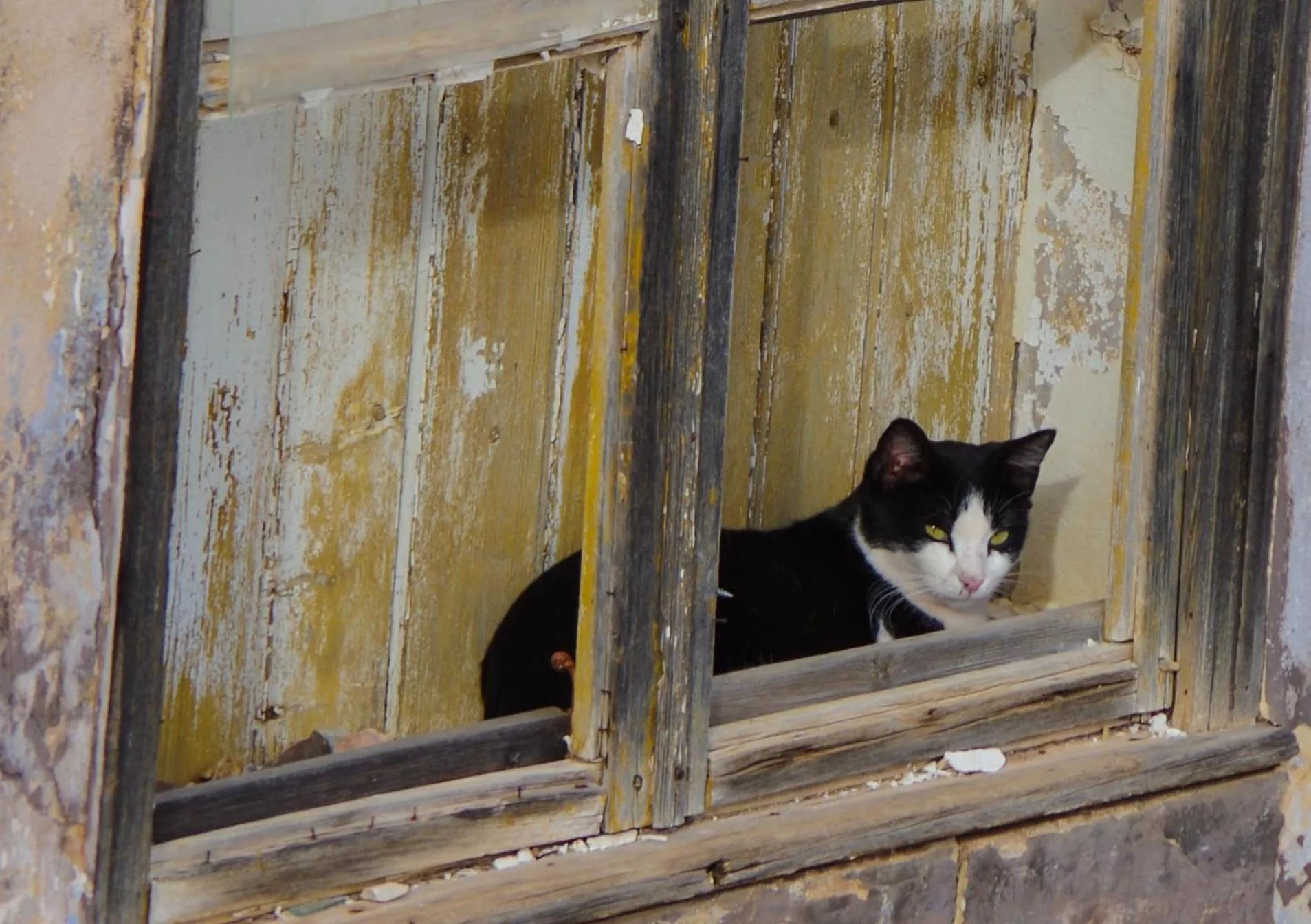 Animals in Casa Margarida Azul