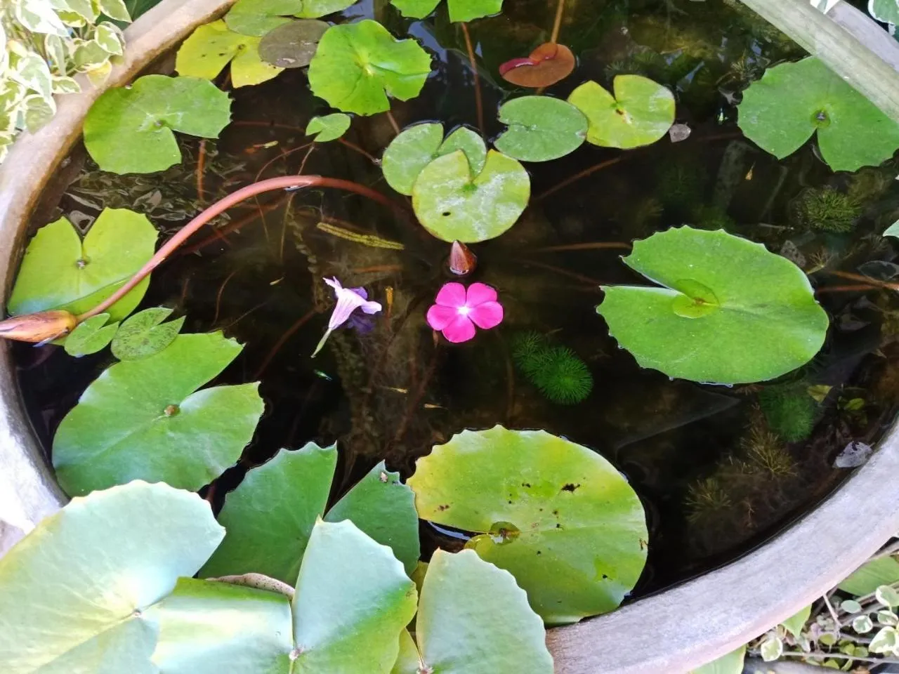 Garden in A Lanna Boutique House
