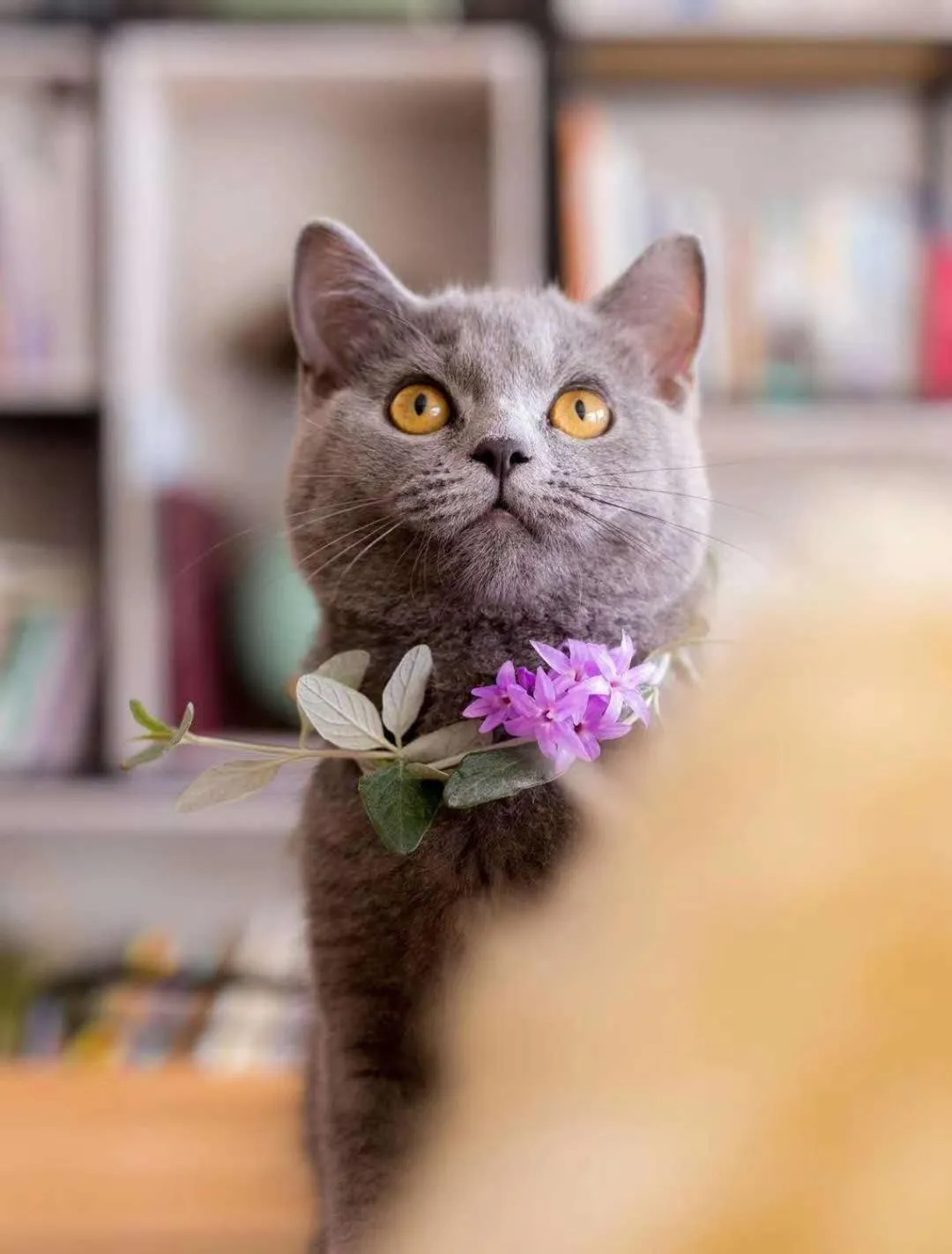 Animals in Urban Rosa Cafe&Inn