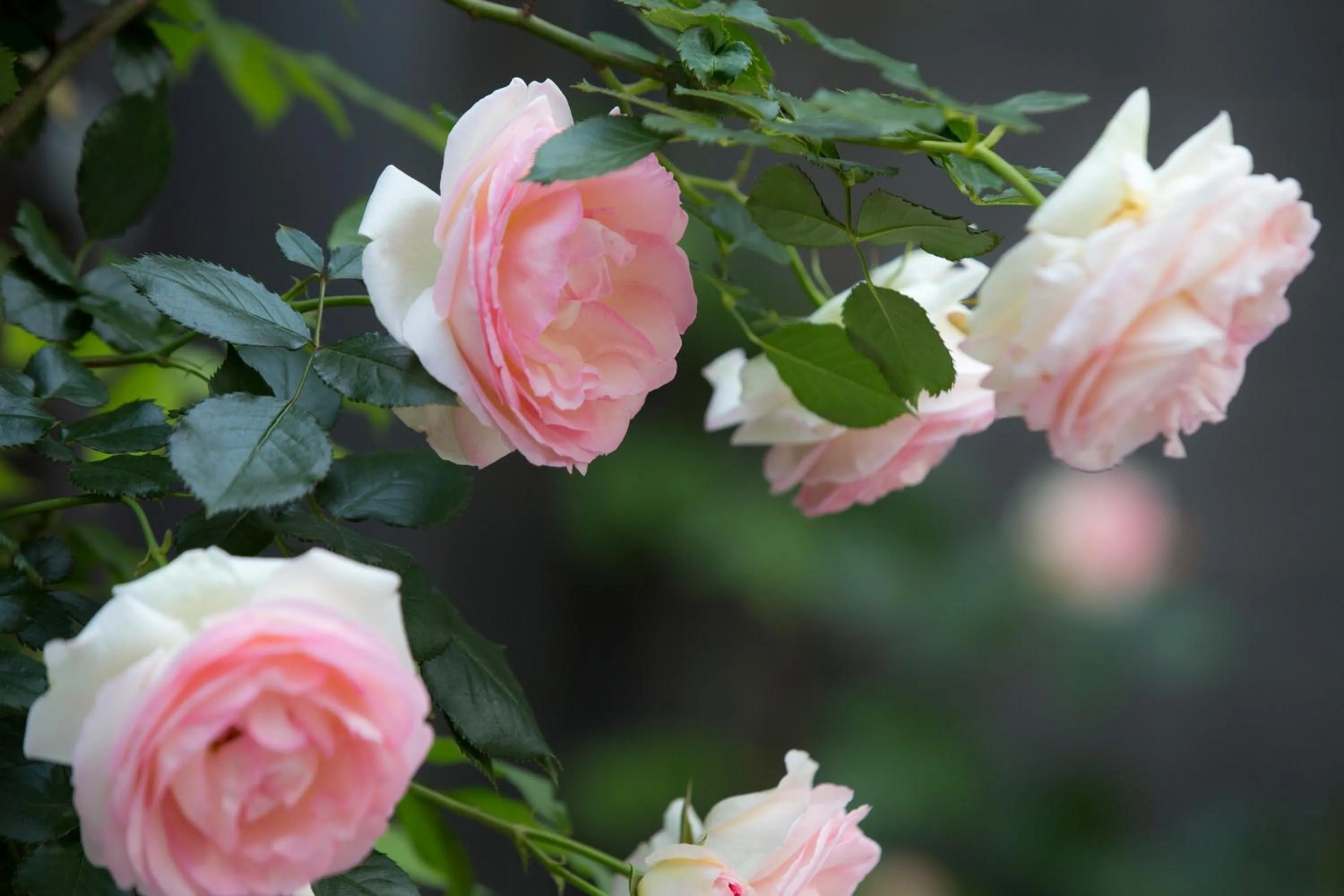 Garden in Urban Rosa Cafe&Inn