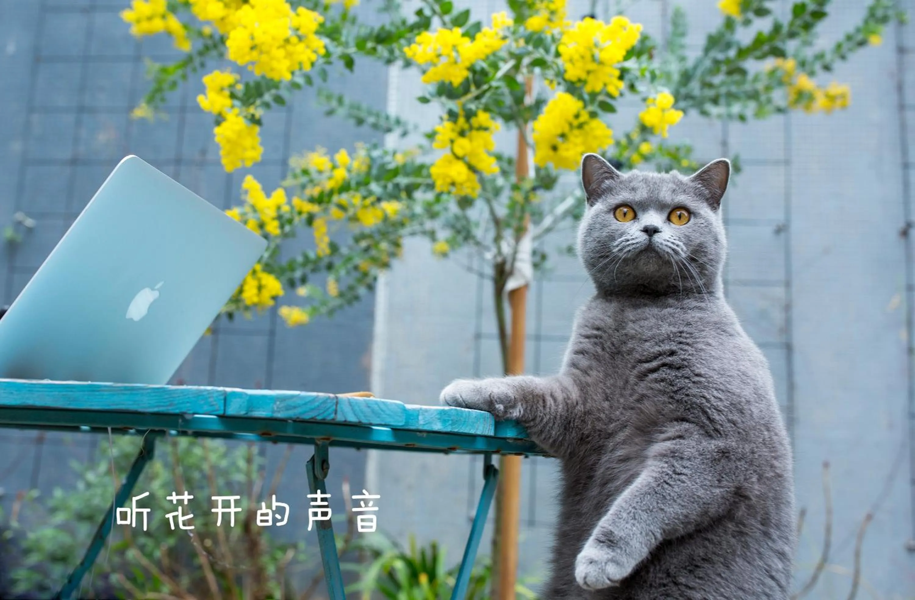 Pets in Urban Rosa Cafe&Inn