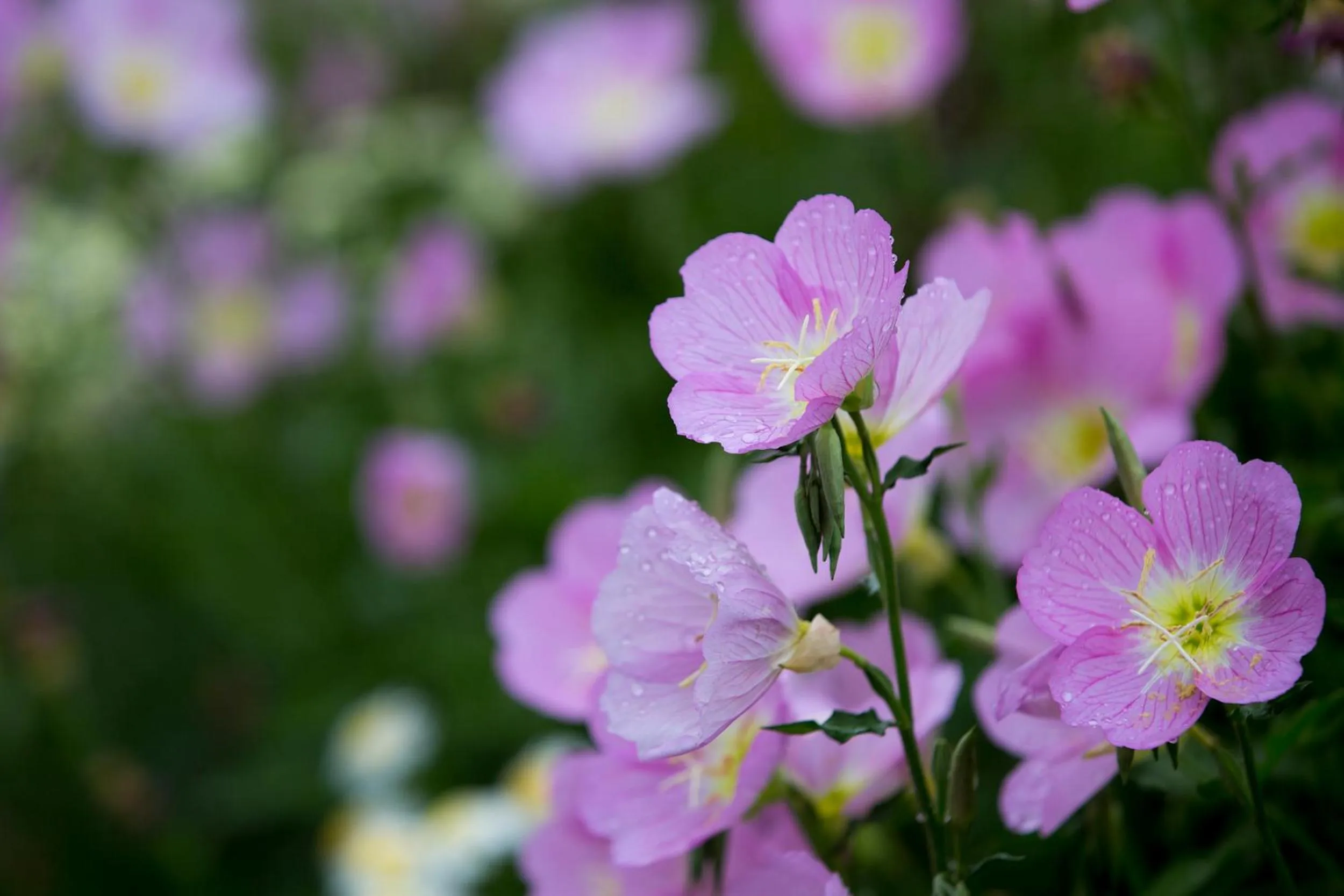 Balcony/Terrace in Urban Rosa Cafe&Inn