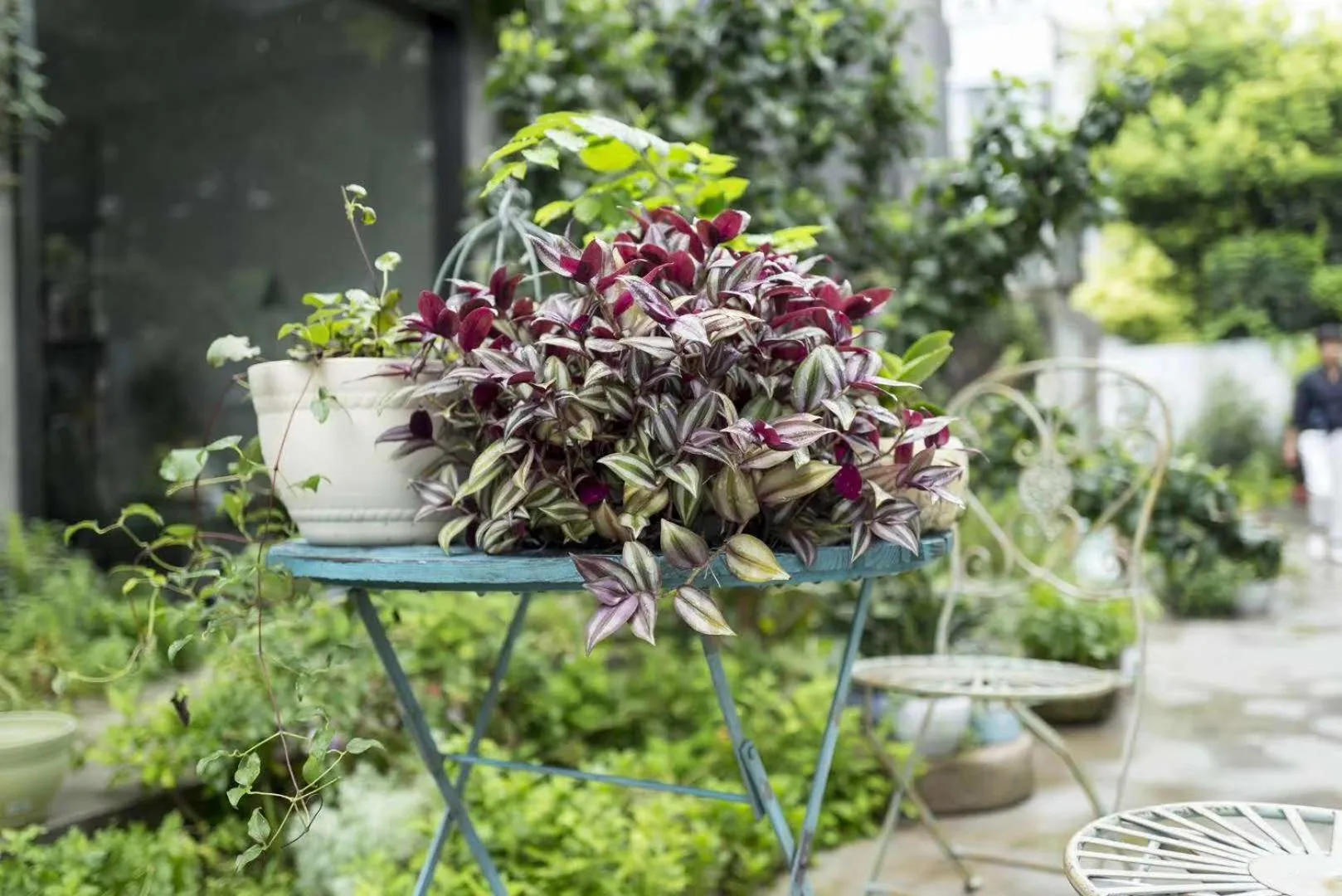 Garden in Urban Rosa Cafe&Inn