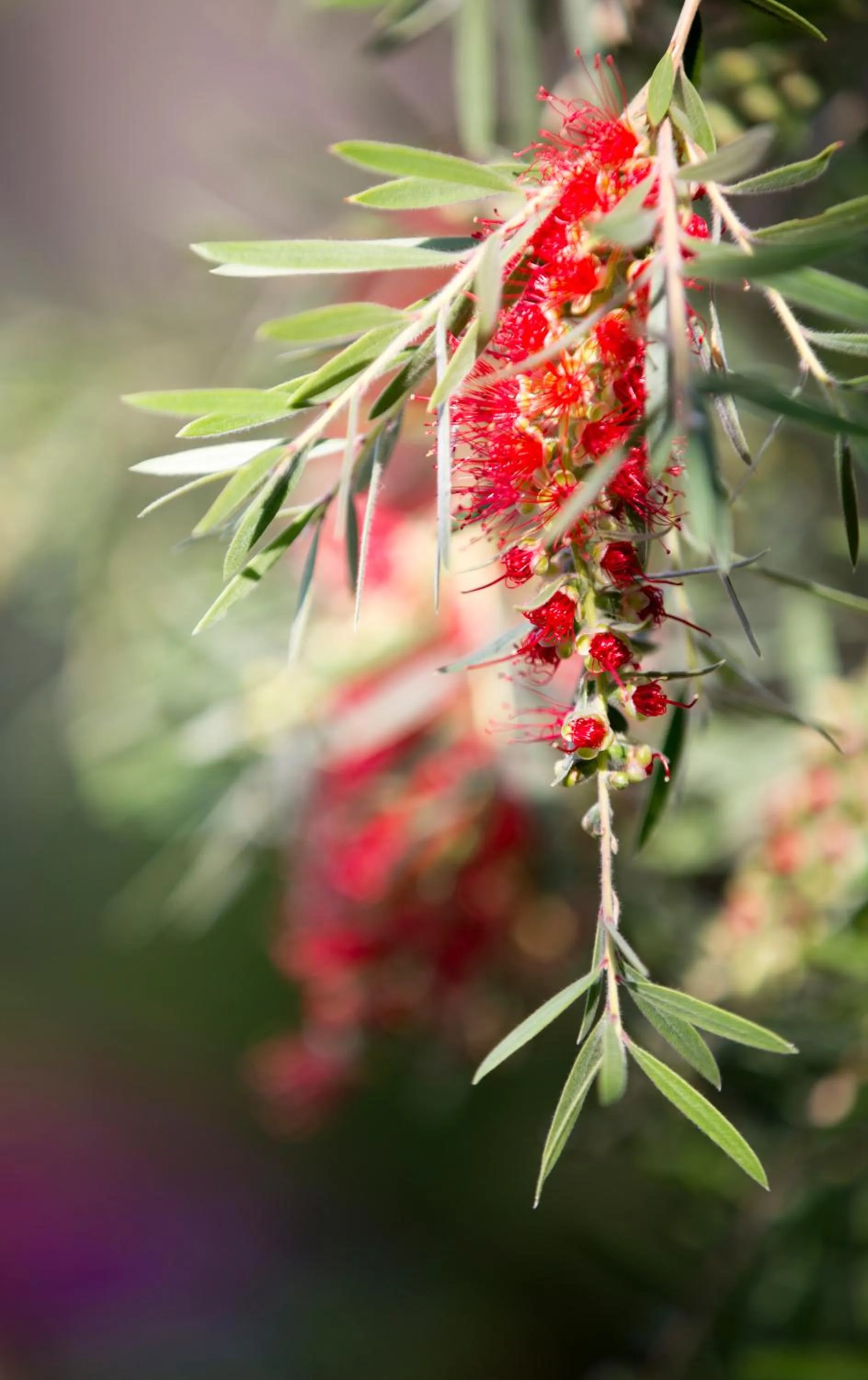 Garden in Urban Rosa Cafe&Inn